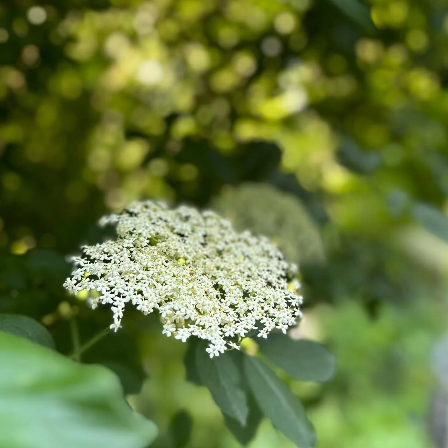 ELDERBERRY FEVER &amp; JOY!

Those of you who know me well, can attest that I love Elderberry&rsquo;s!

Some of you have been on the receiving end of my &ldquo;Elderberry Syrup&rdquo;- a recipe that over years l have tweaked to almost perfect, becomi
