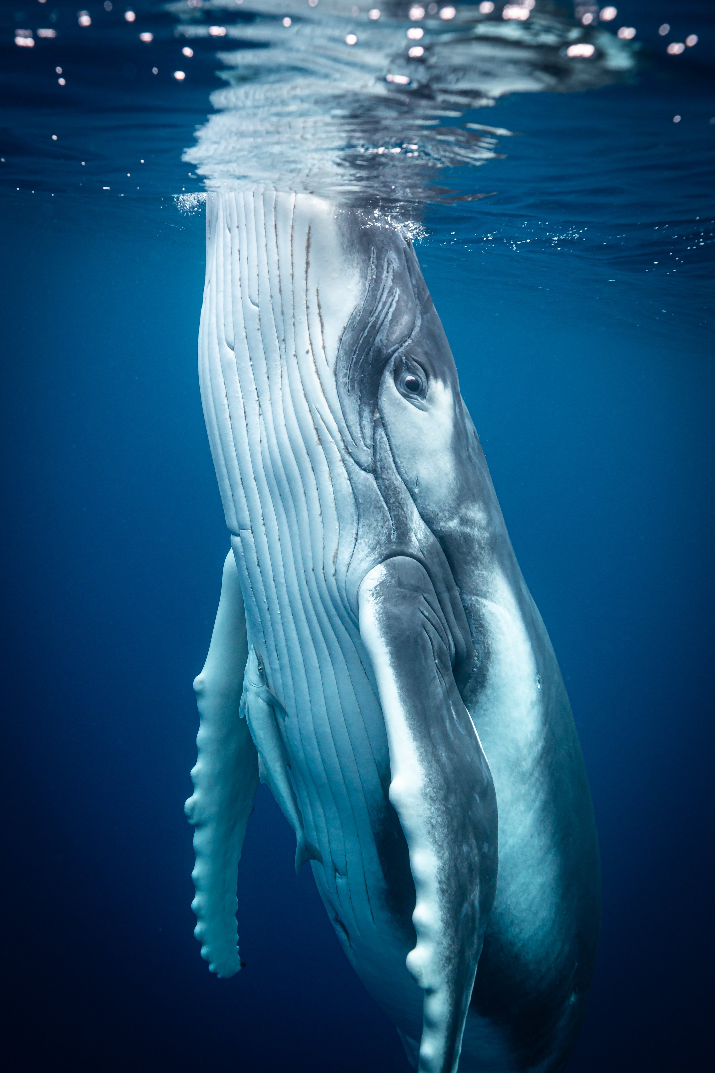 Whale Swim 1