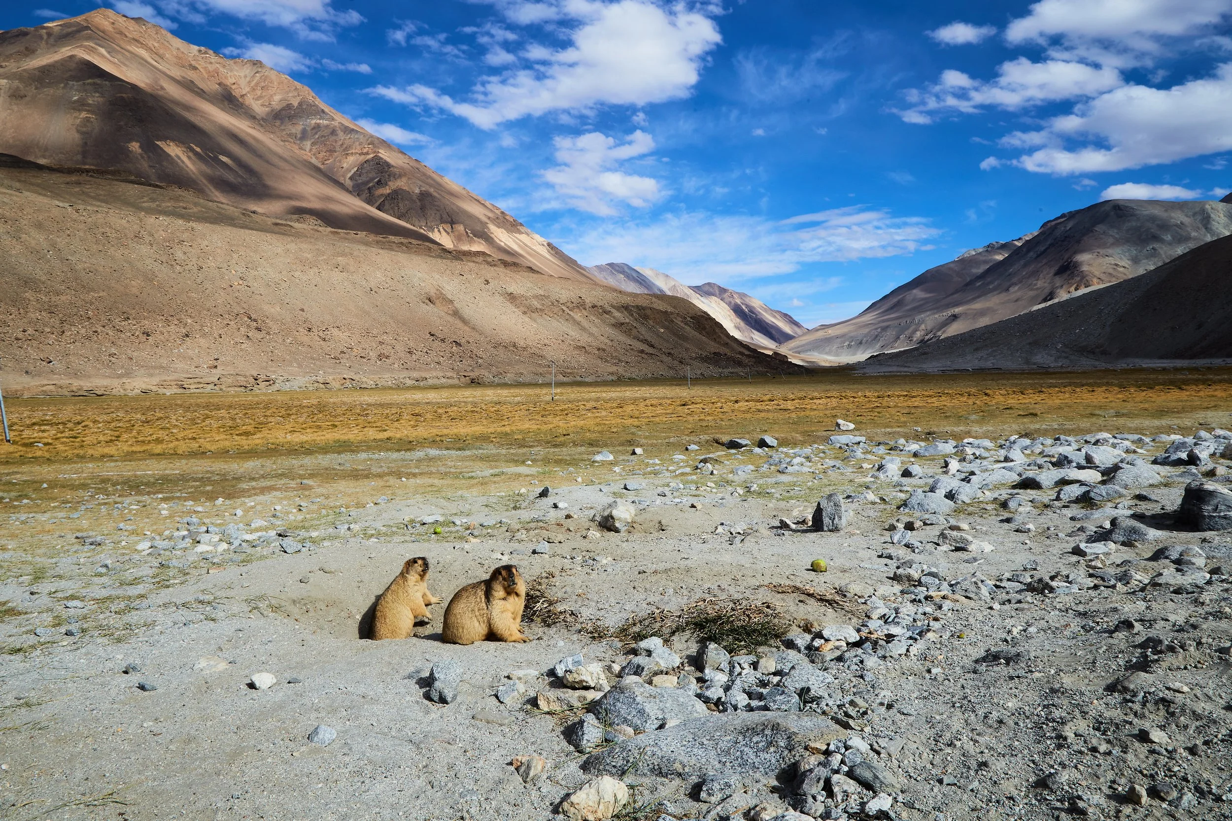 A den of Himalayan marmots overlooking a marshland en route to Pangong lake. Marmots live in colonies and are often hunted down by the endangered snow leopards. This particular den near the road is a common stopover point for the many tourists visiti