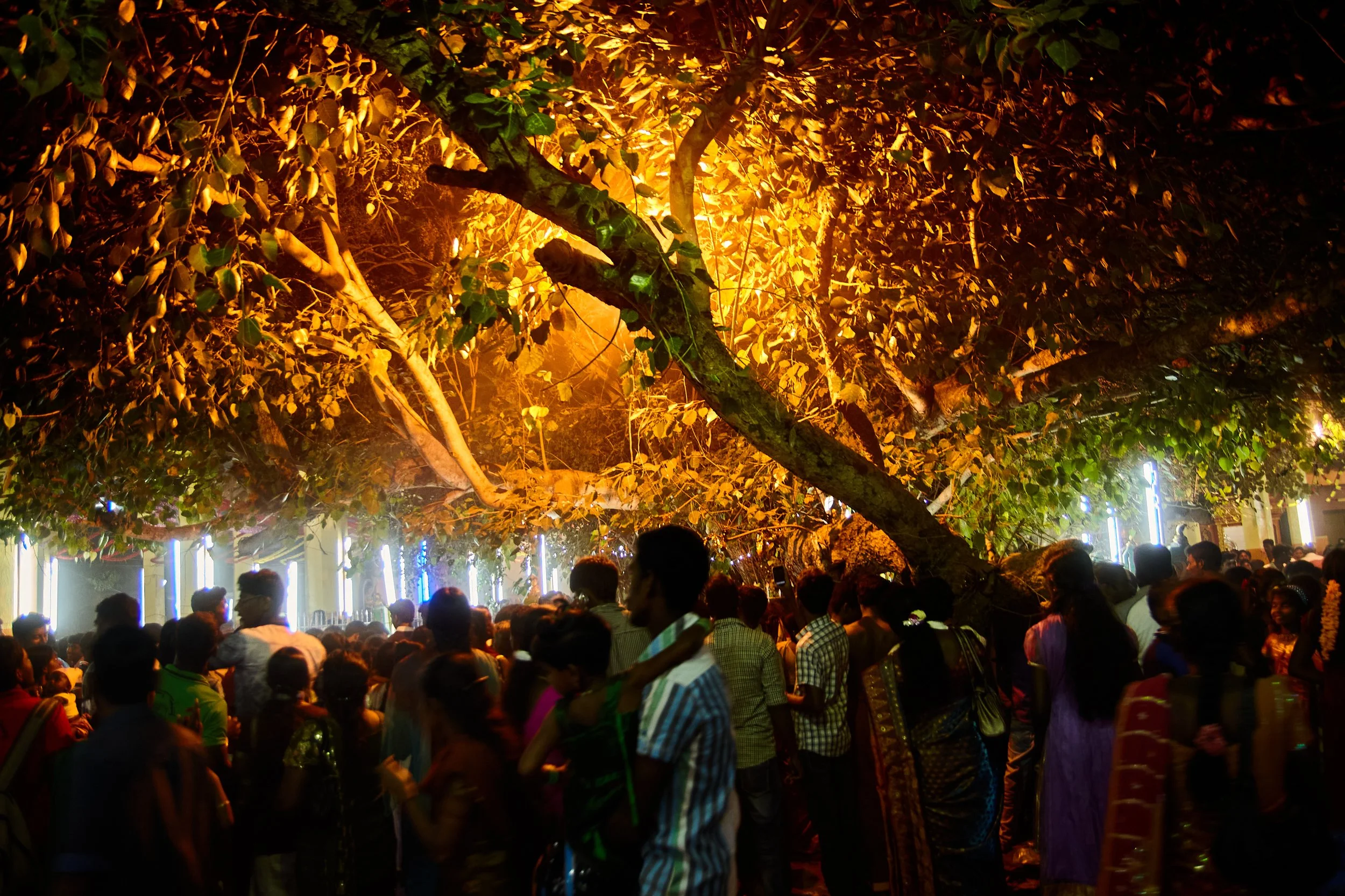 It is believed that at an auspicious time during the festival, the cobra finally arrives at the holy tree inside the temple. While numerous accounts claim that it often happens closer to midnight, sometimes it is not just the case in specific years. 