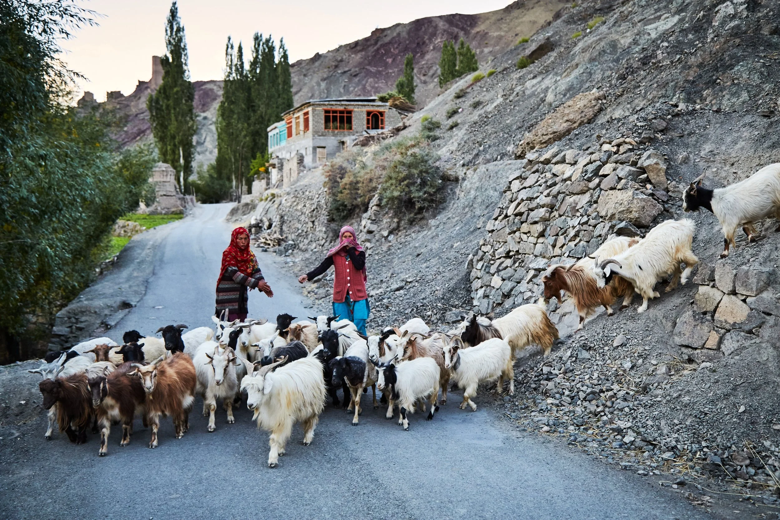 Muslims inhabit the bordering villages in the Jammu-Kashmir region, a start contrast away from the majority of Tibetan Buddhists in the east. Village women return home with their herd of goats.