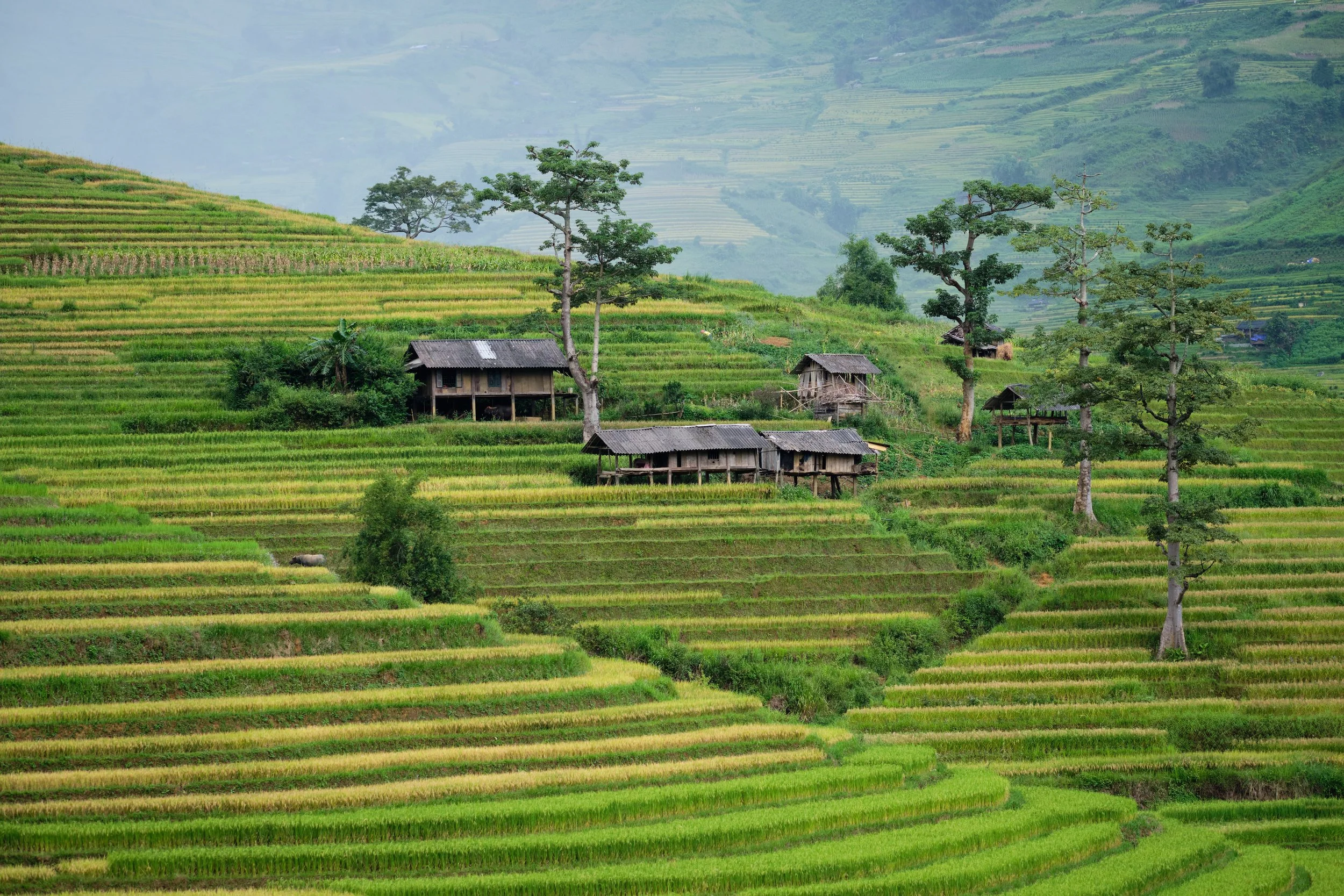 Mu Cang Chai-Bhagi-Siva-_DSF8372 1.jpg