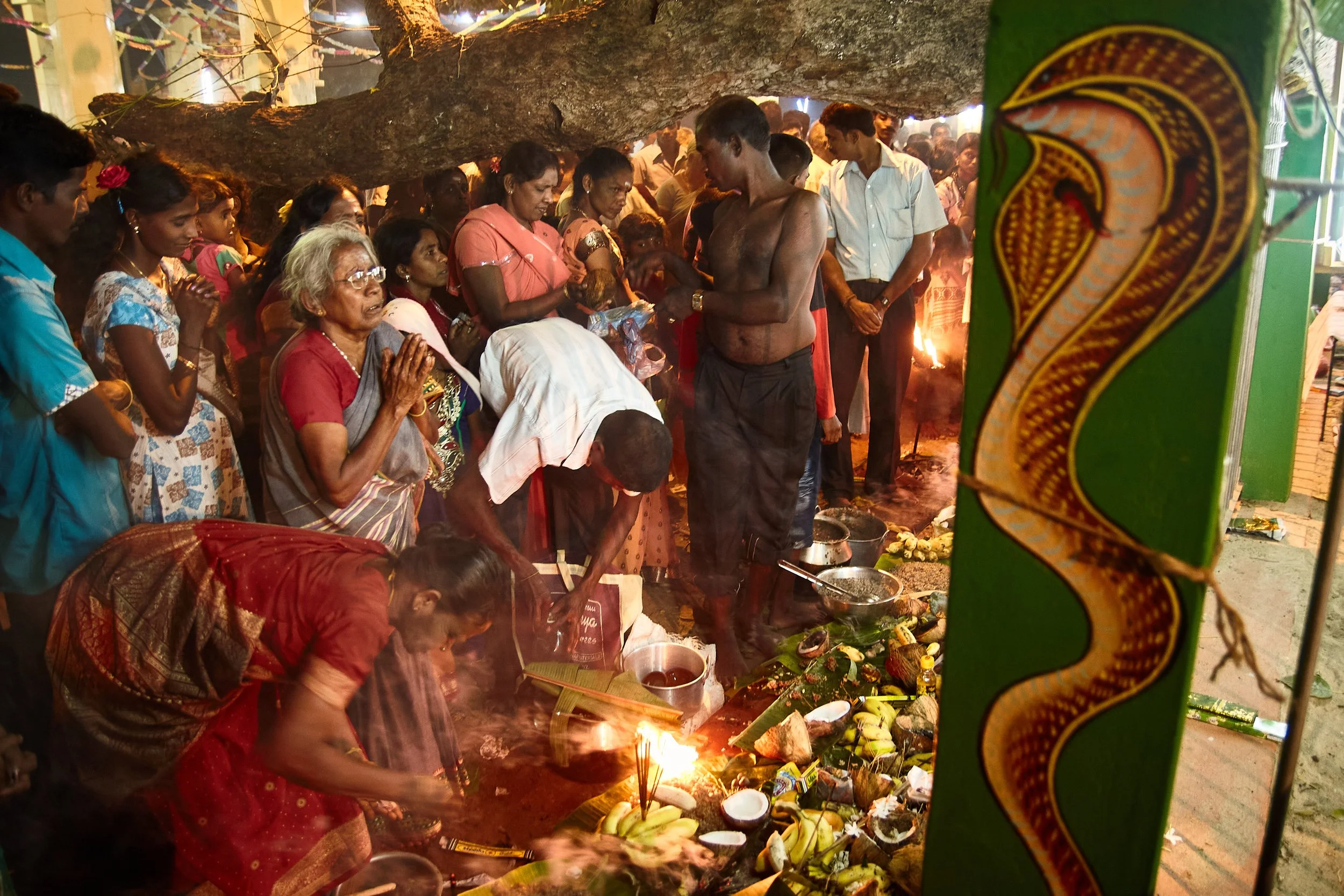 Devotees keep the offerings around a tree where the holy cobra lives and pray for the best future and the answers to the past.