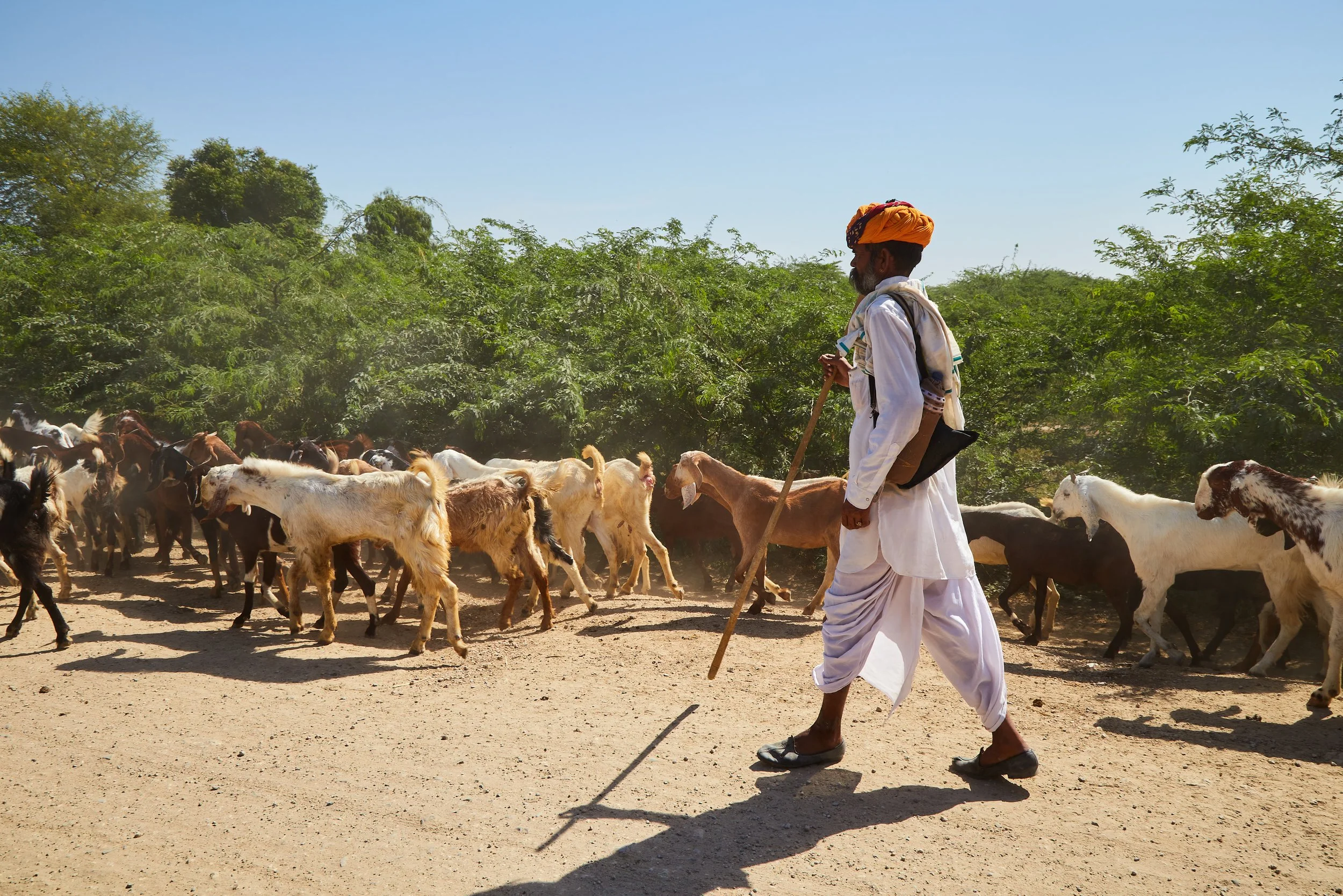 Rajasthan-kingdom-Bhagi-Siva-_MG_7685.jpg