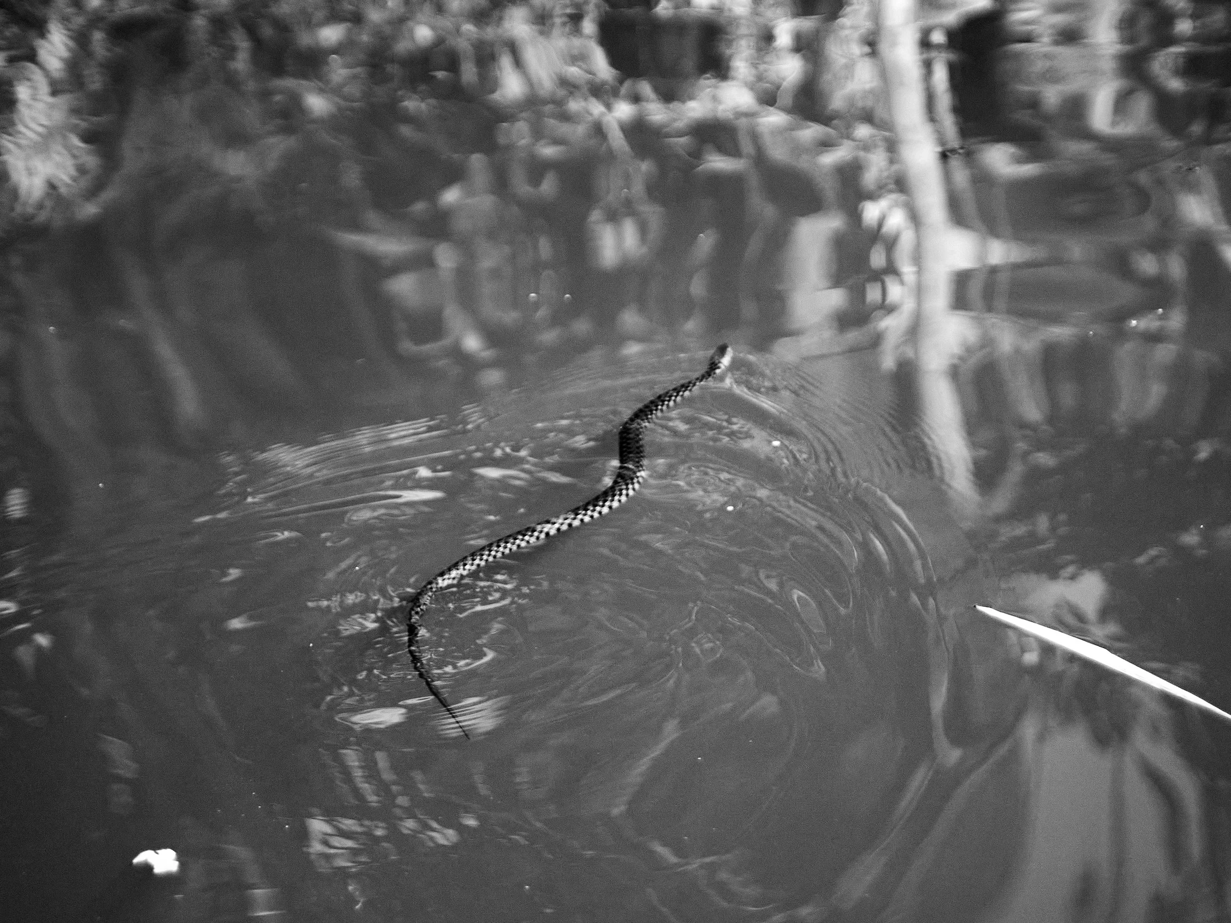 A snake swimming across a canal.