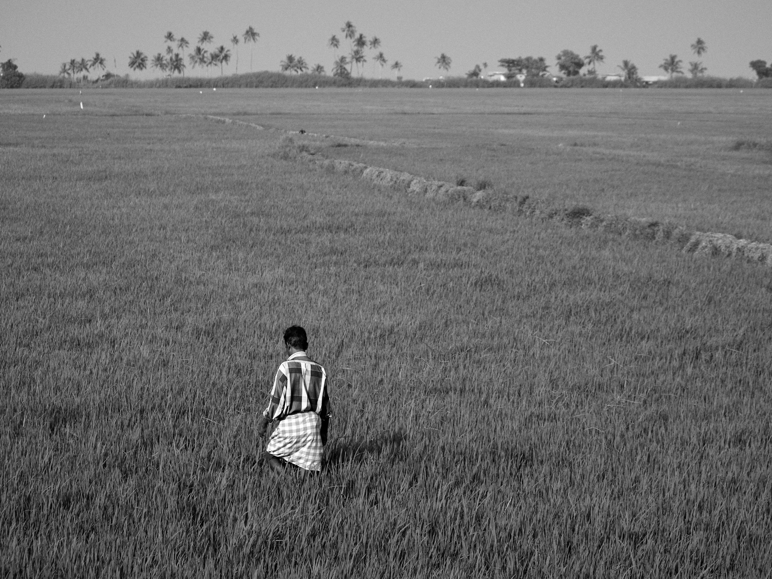 A farmer walking through the paddy field . Kuttanad, a small region within the Allapuzha district is often called the Rice bowl of Kerala. The area is known for its lush green vegetation stretching to the horizon.