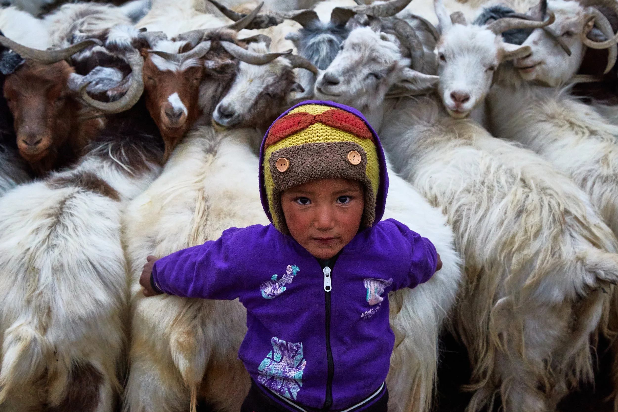 A nomadic child with a herd of pashmina goats near Pangong lake in Ladakh. Pashmina goats essential possessions for the nomads in the region. In a wholesale market, a kilo of wool often sells for around 30-40 USD and can even be sold for a much highe