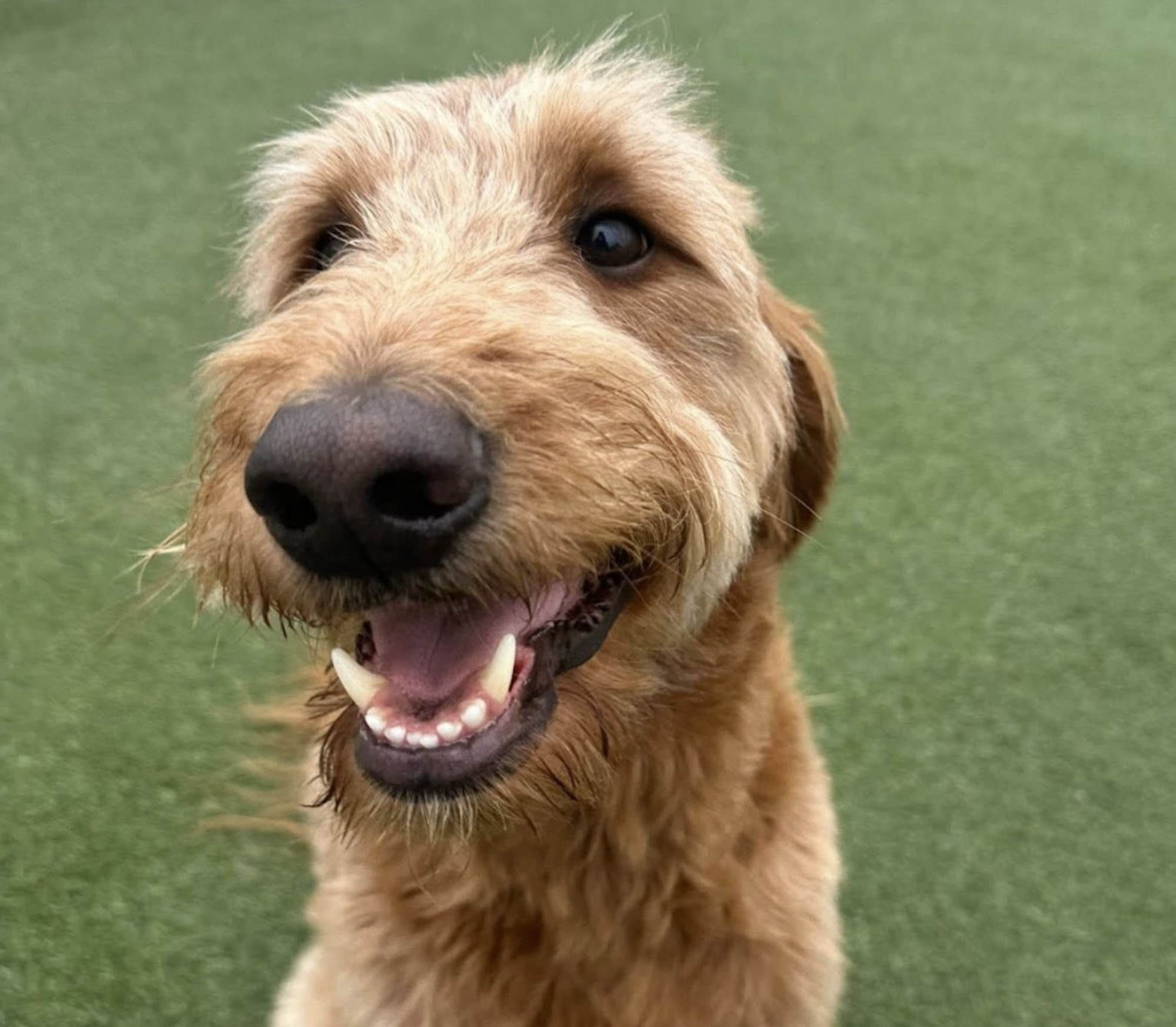 Golden doodle dog smiling