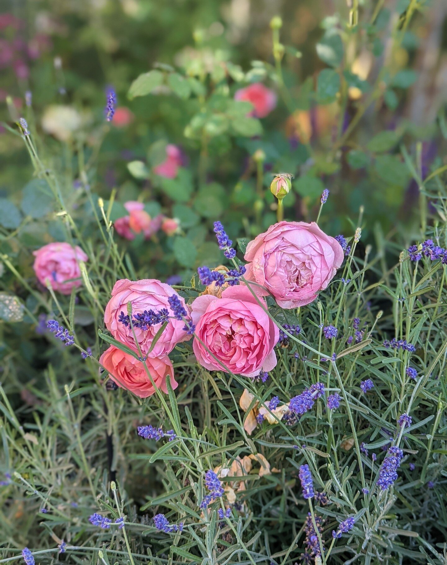 Flowers to make you smile!🌸

The blooms of a recently planted garden cheered us up on our site visit.

If you like pink and purple tones, the combination of roses and lavender may be a good choice.

Creating the right colour combination of plants is
