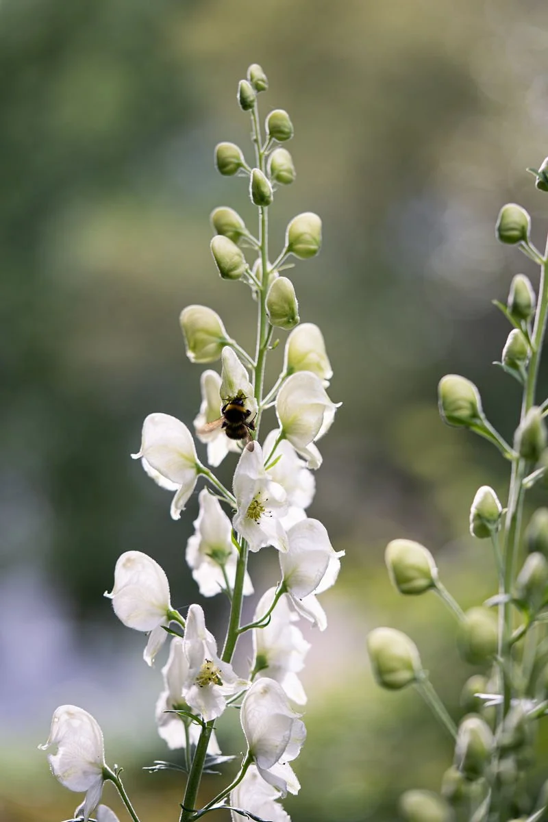 5.Plant_London_Garden_Designer_Nilufer_Danis.jpg