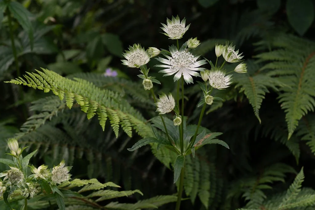 6.Astrantia_Planting_Design_Nilufer_Danis.jpg