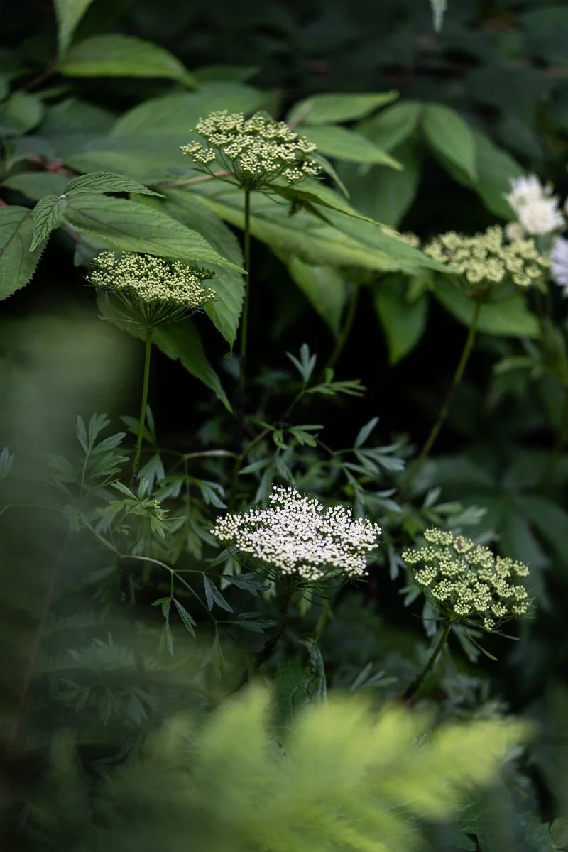 10.Sambucus_Contemporary_Garden_Design_Nilufer_Danis.jpg
