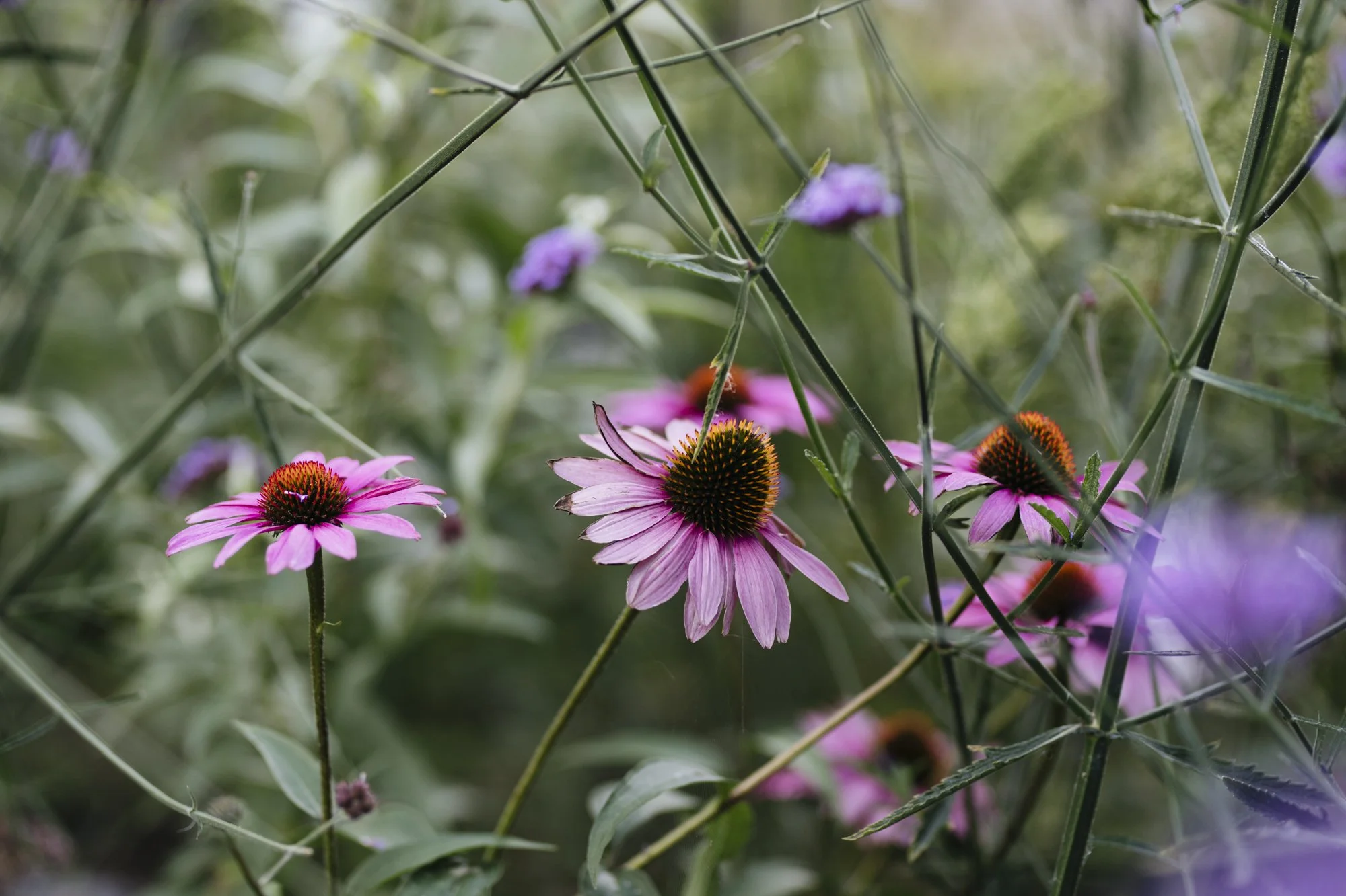 Welcoming autumn: How to Prepare Your Garden for Autumn and Beyond
