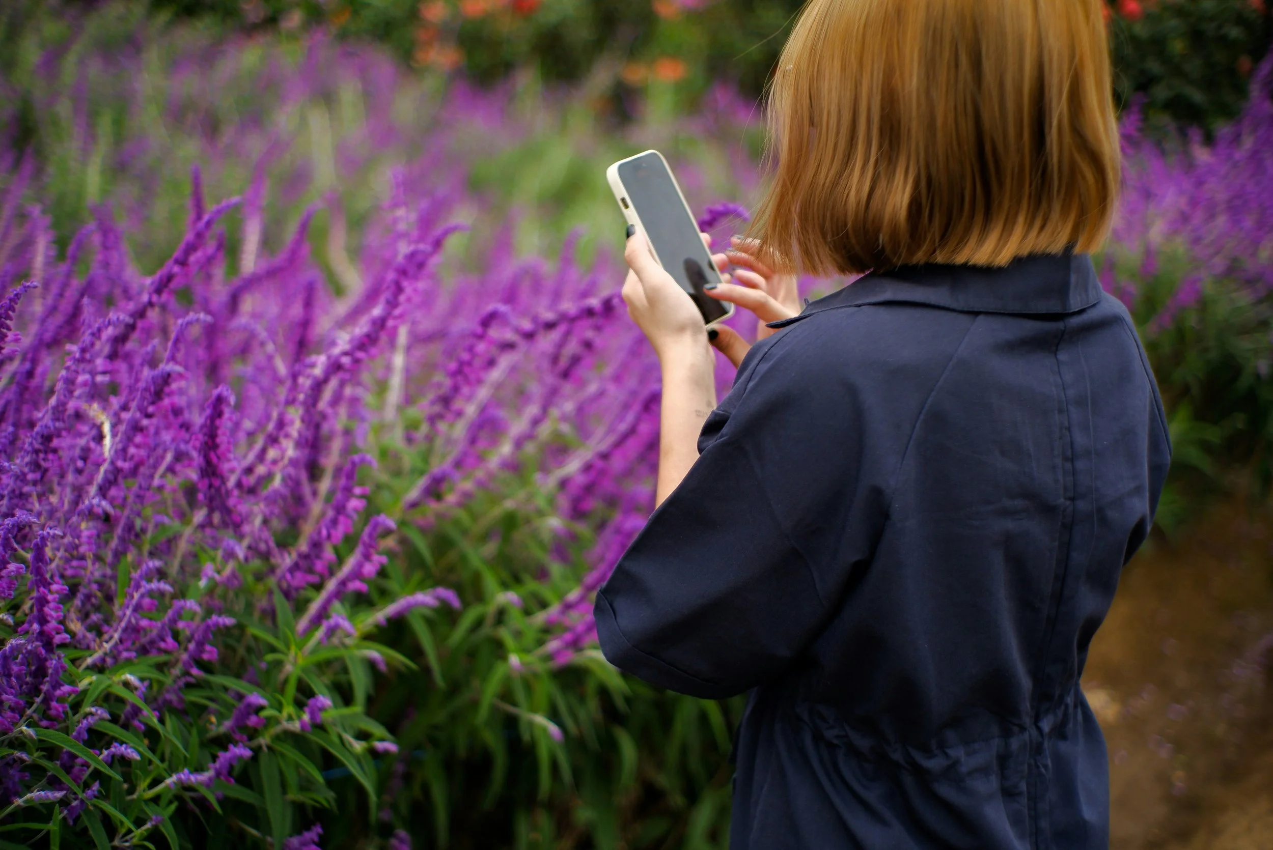 Salvia, garden_photography_landscape_gardens_summer_gardens