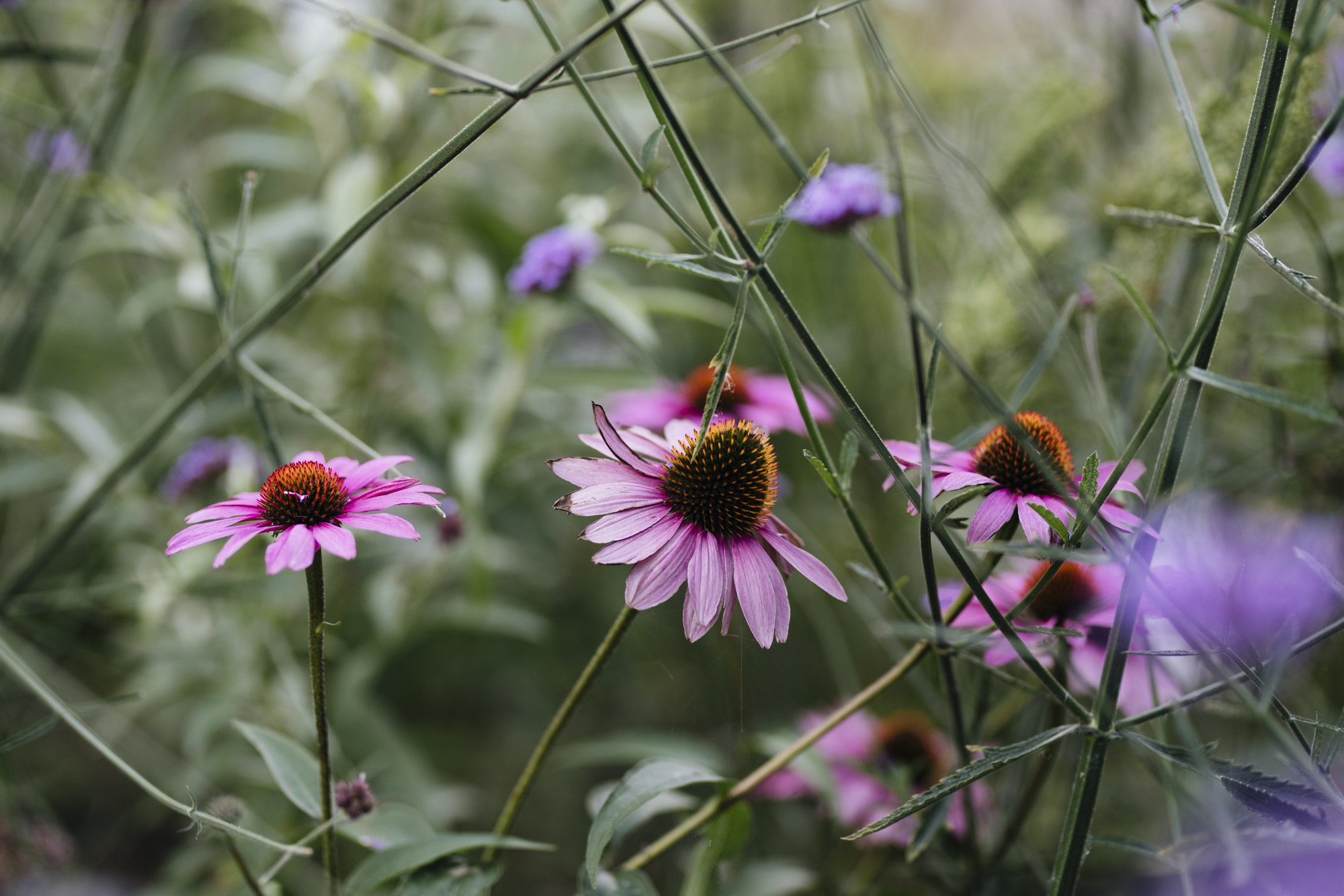 Long_lasting_summer_plants, autumn_plants, naturalistic_planting_nilufer_danis_luxury_gardens_best_garden_designers_London_gardens