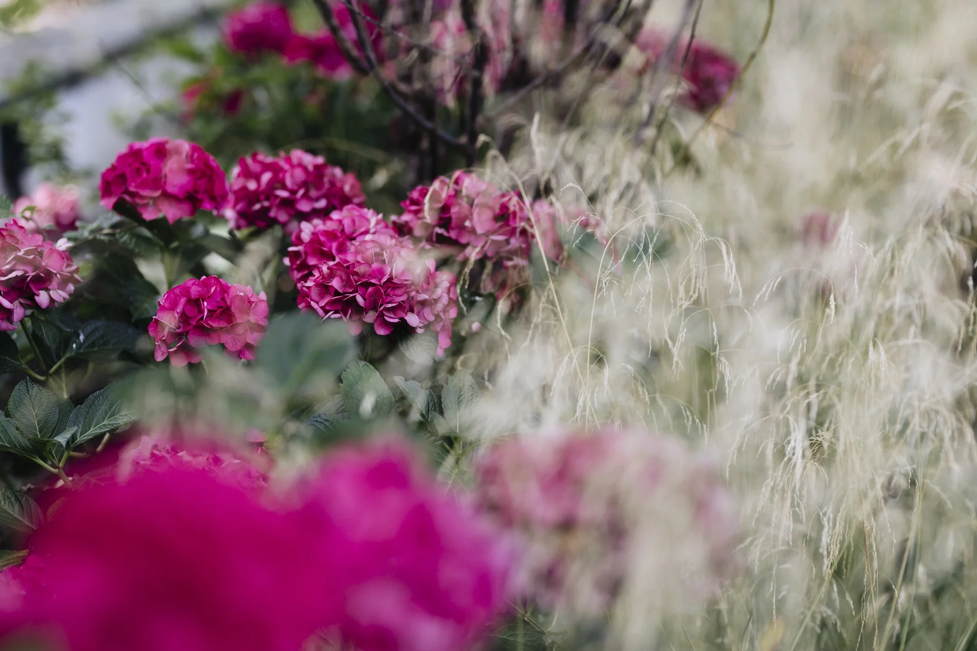 Hydrangeas_calamogrostis__naturalistic_nilufer_danis_planting_design_London_gardens_garden_designer_landscape_designer_landscape_architect