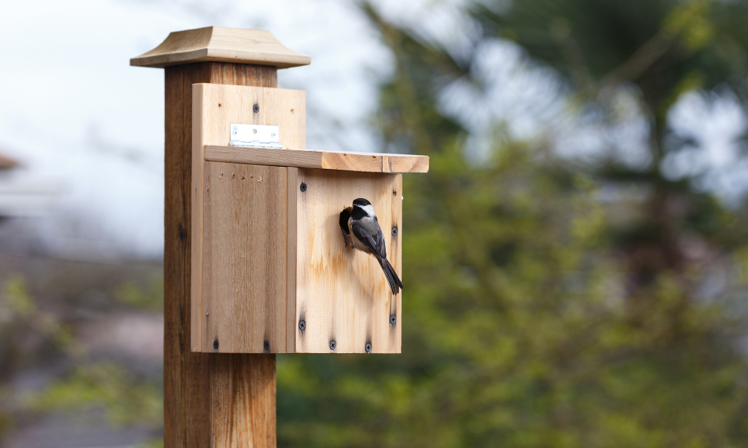 Three home projects you can do with your children