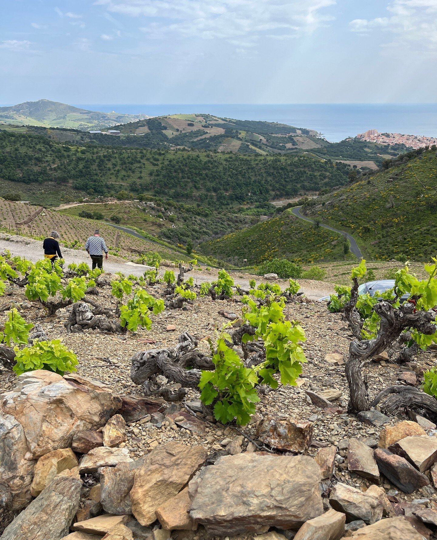 📣 Introducing Coume del Mas Banyuls - Gorgeous 'vin doux naturel'. ⁠
⁠
Offer out to Trade today.⁠
⁠
Situated in the very south of the Roussillon, bordering Catalan Spain, is a stretch of stunning, jagged coastline known as the C&ocirc;te Vermeille. 