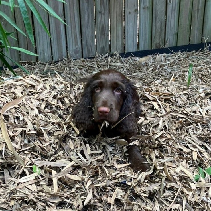 Boswell in the garden