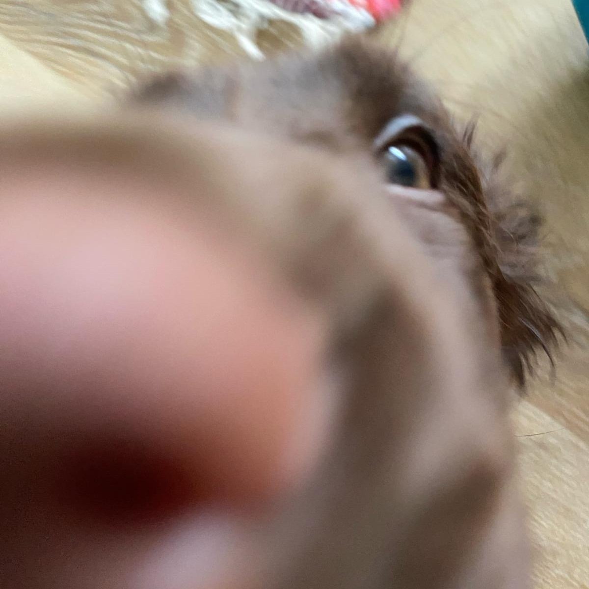 Boop Finn