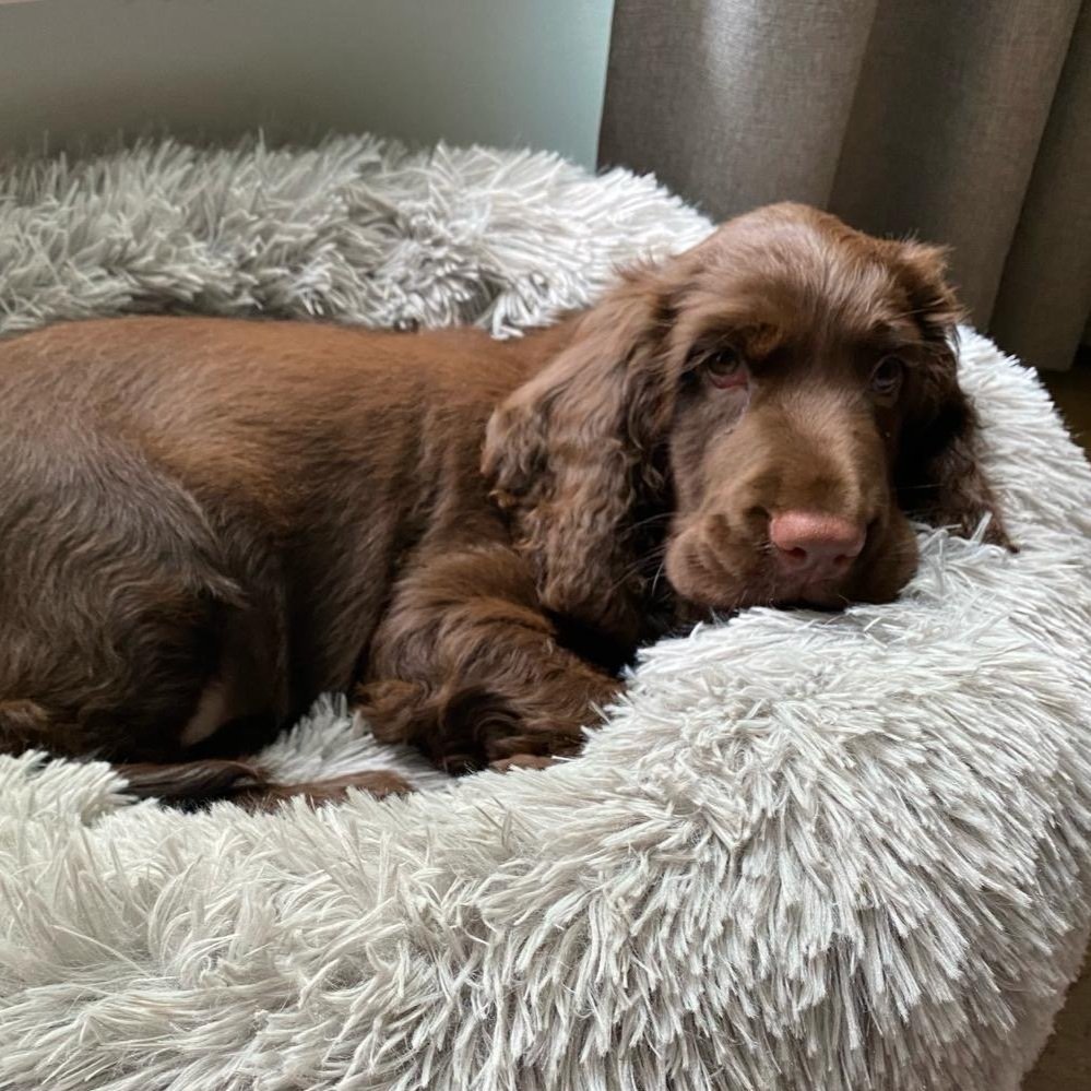 Finn having pup nap