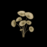 Eucalyptus branch with green leaves, small green buds, white flowers, and seed pods.