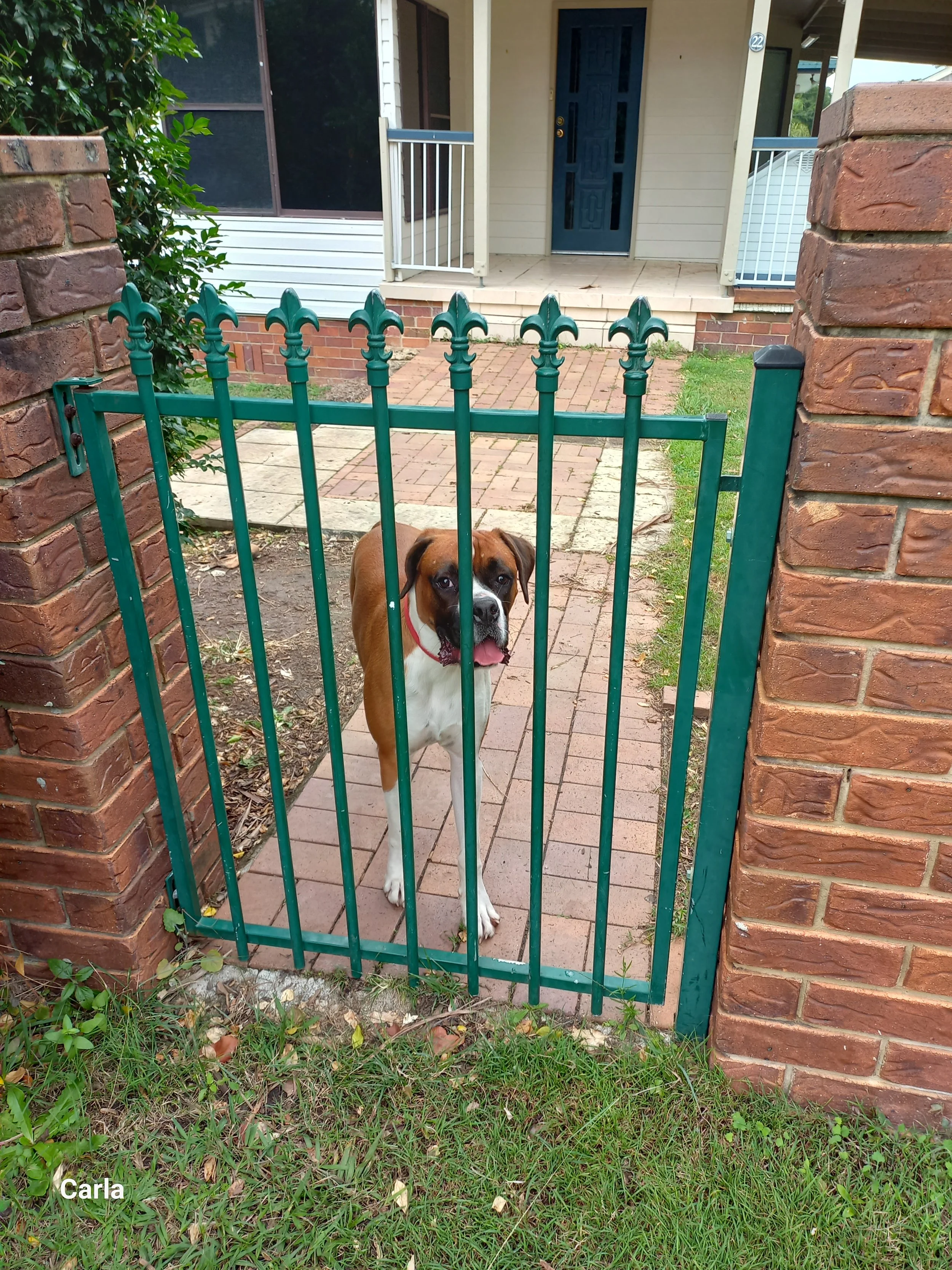 Why Does My Dog Bark So Much? Understanding and Changing Excessive Barking Behaviour