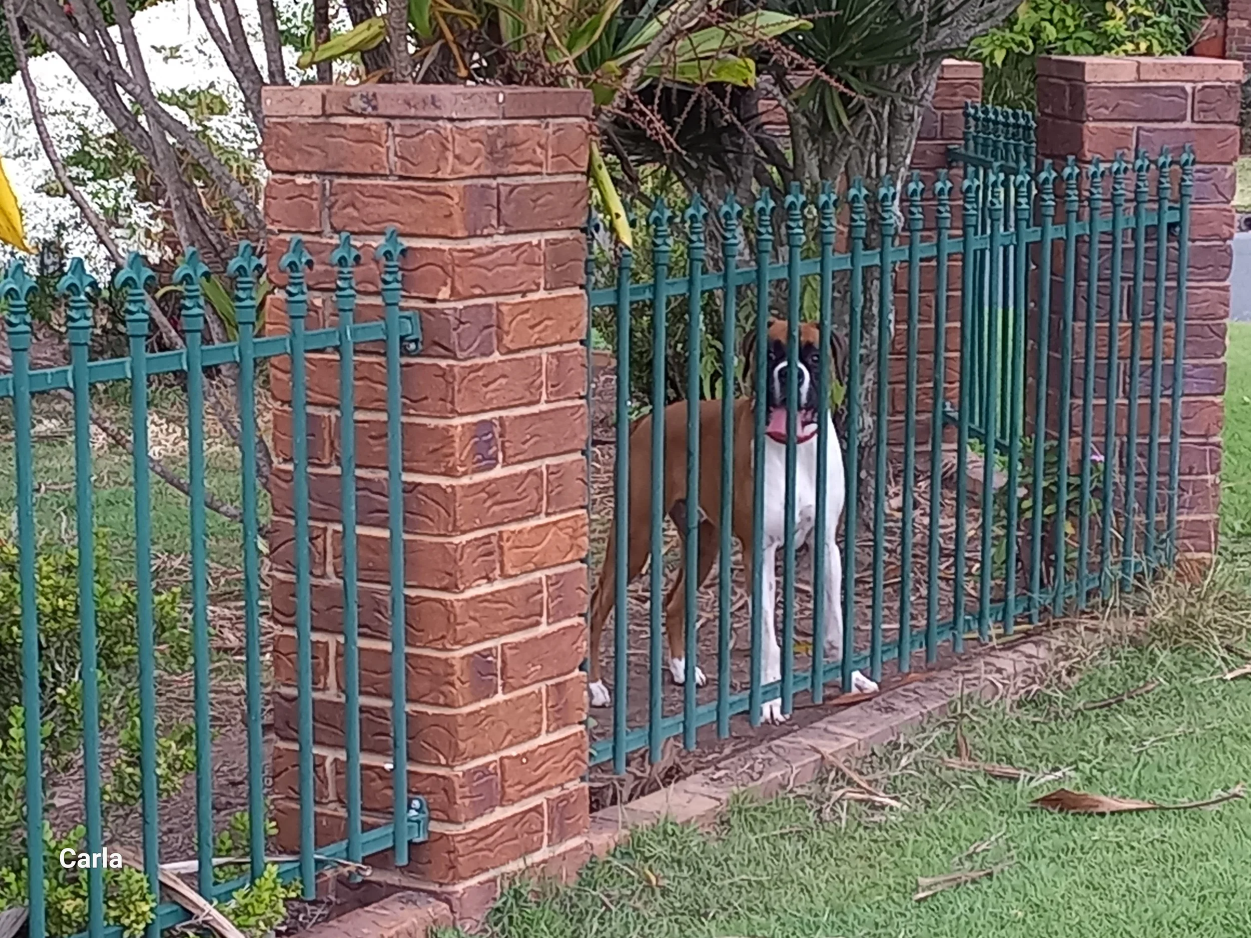 Why Does My Dog Bark So Much?