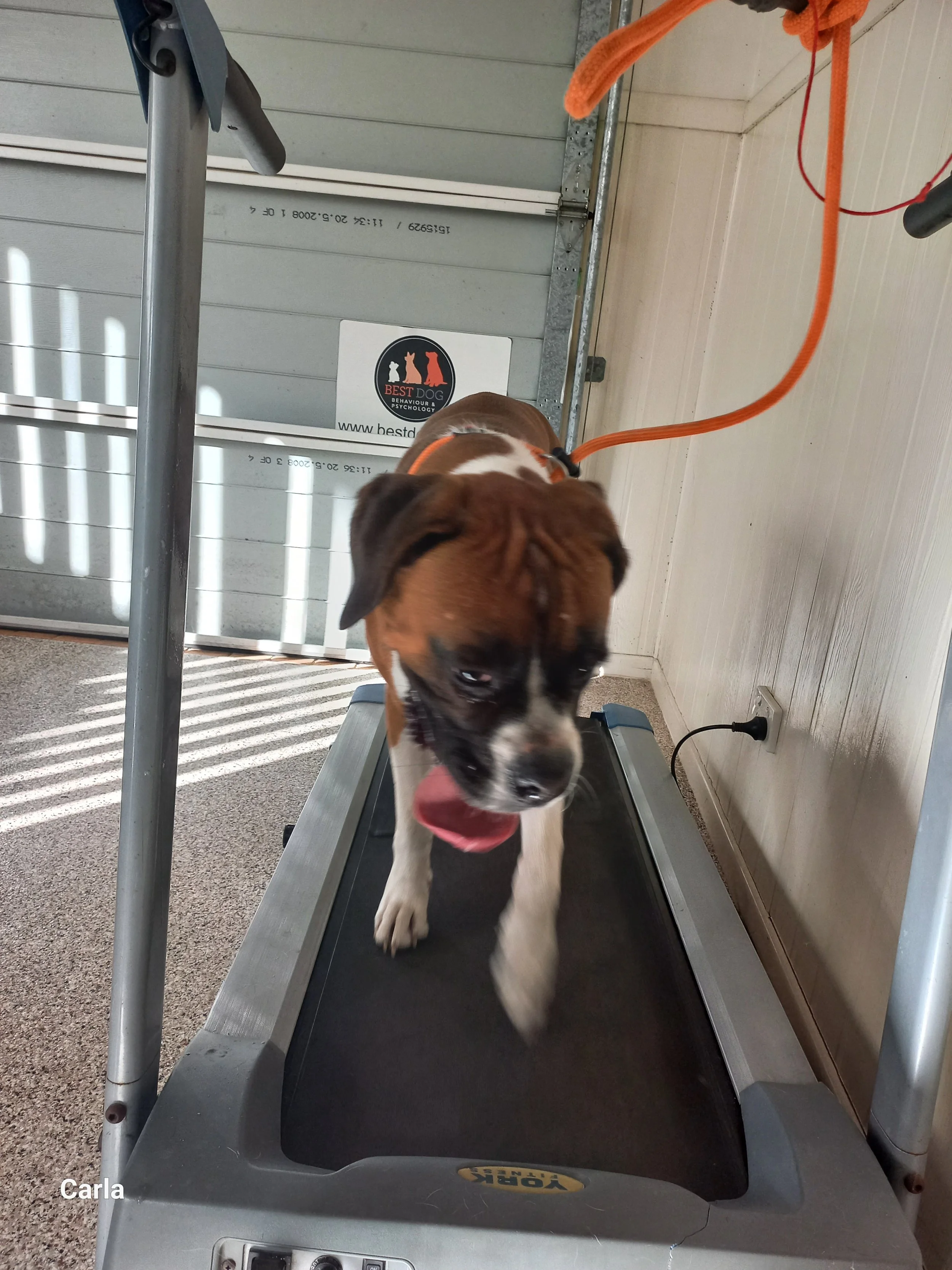 How Can I Change My Dog’s Excessive Barking?