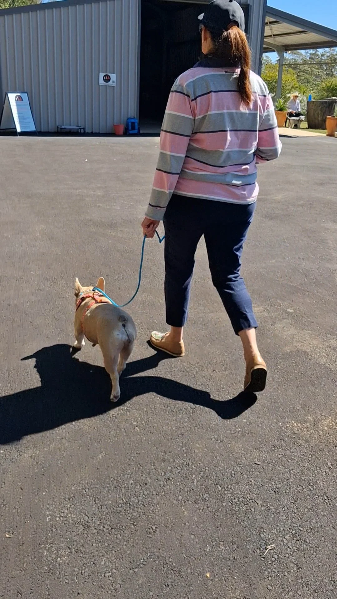 Miley loose leash.jpg