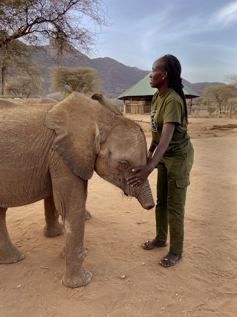 Aerial view of a African savanna landscape with small water pools, scattered green bushes and a herd of goats.