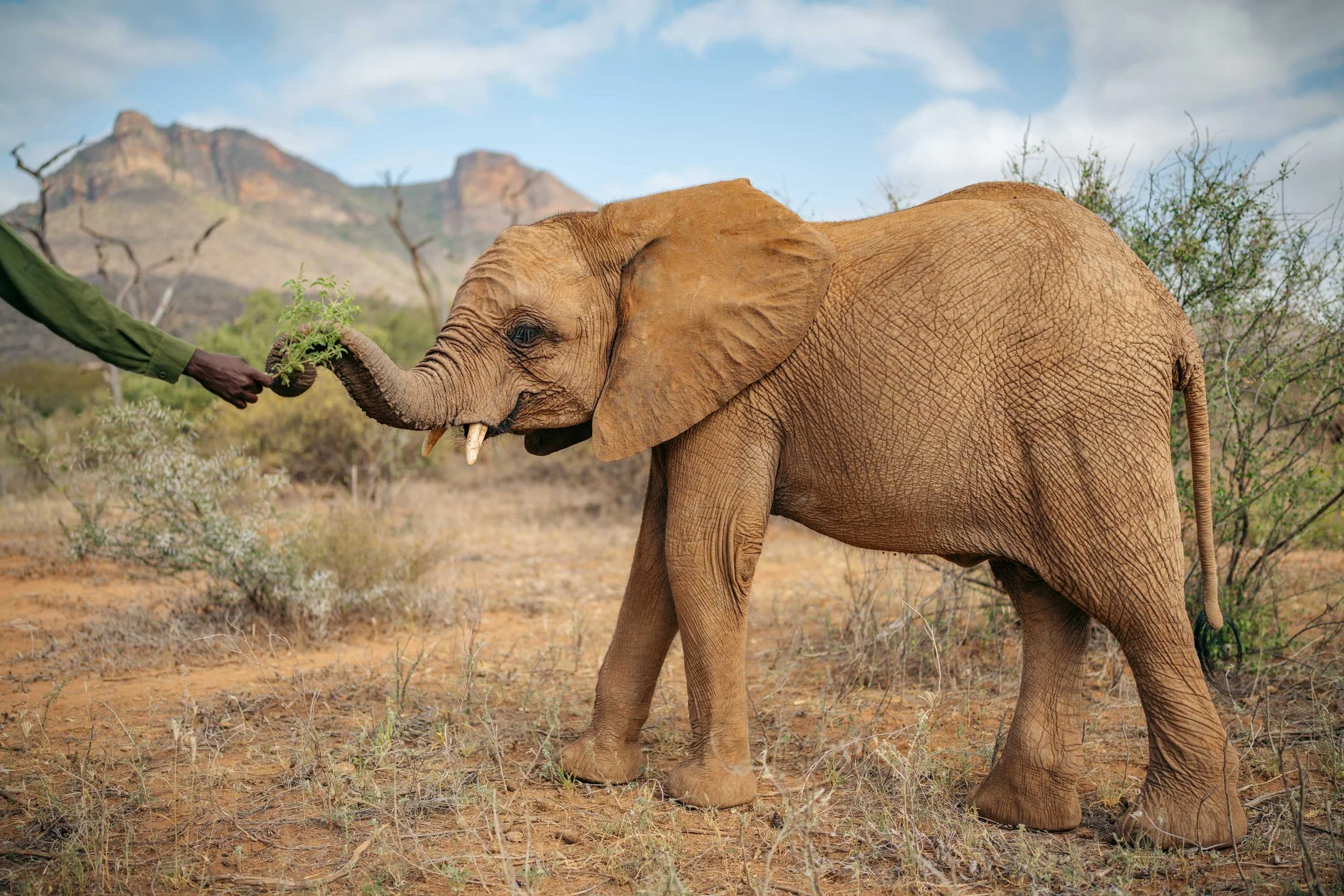 A herd of elephants walking through dry grass and bushes in a savannah with a clear sky.