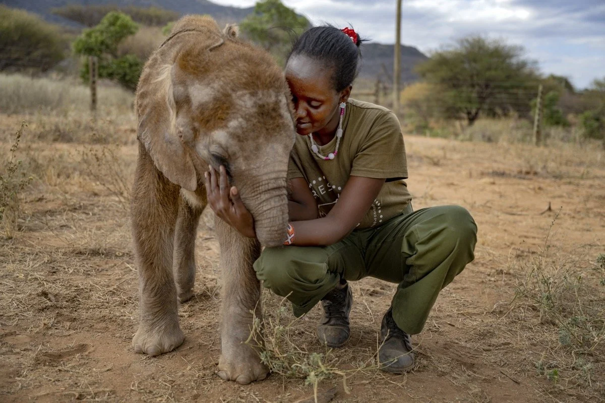 Adopt Long'uro — Reteti Elephant Sanctuary in Kenya
