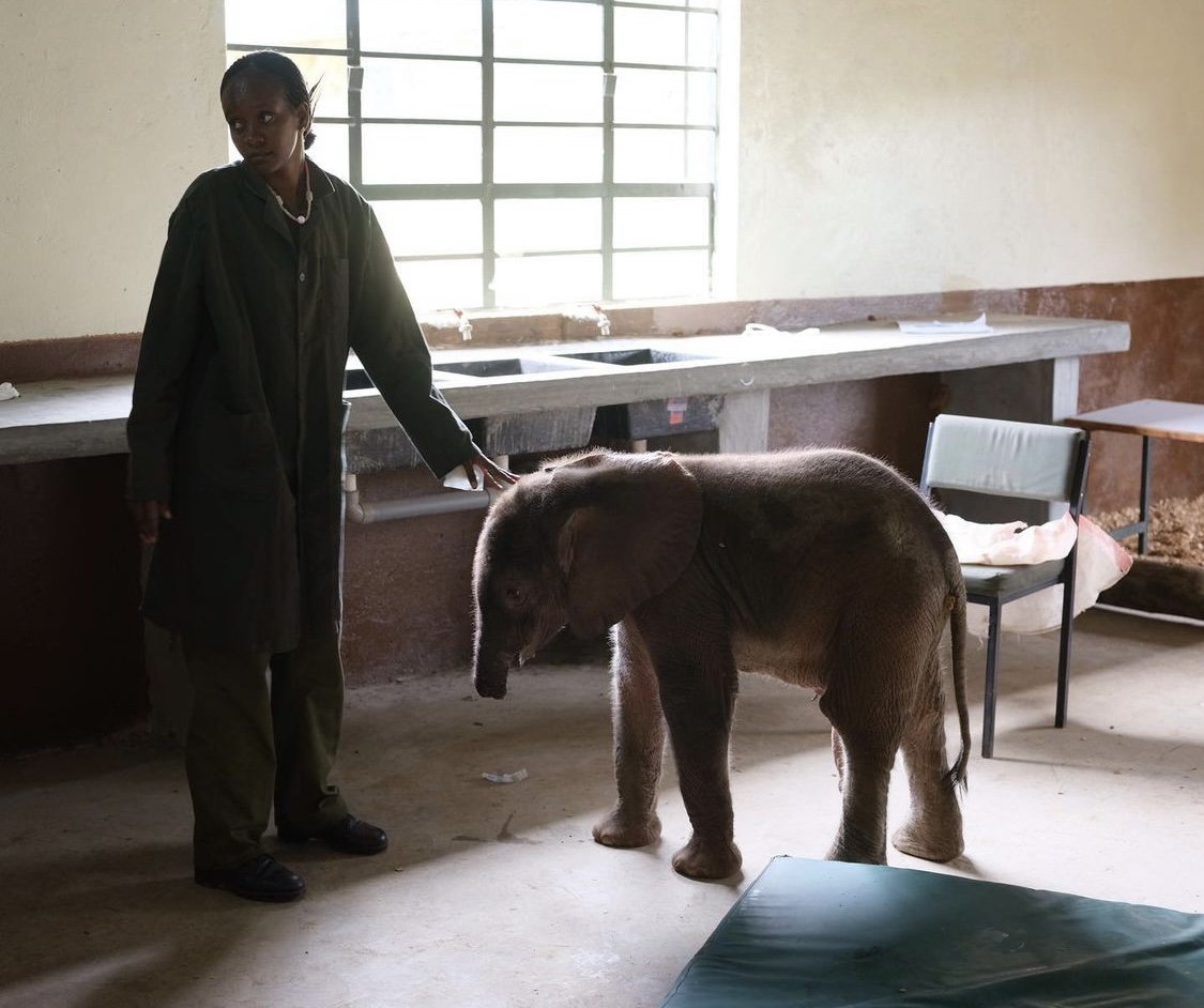 Long'uro _ Reteti Elephant Sanctuary _ David Chancellor_6.jpg