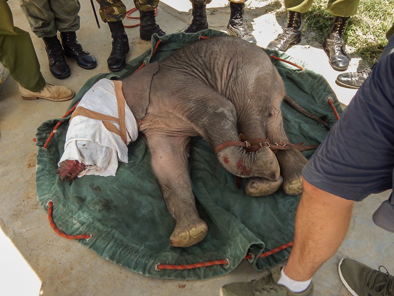 Longuro Rescue_Reteti Elephant Sanctuary--9.jpg
