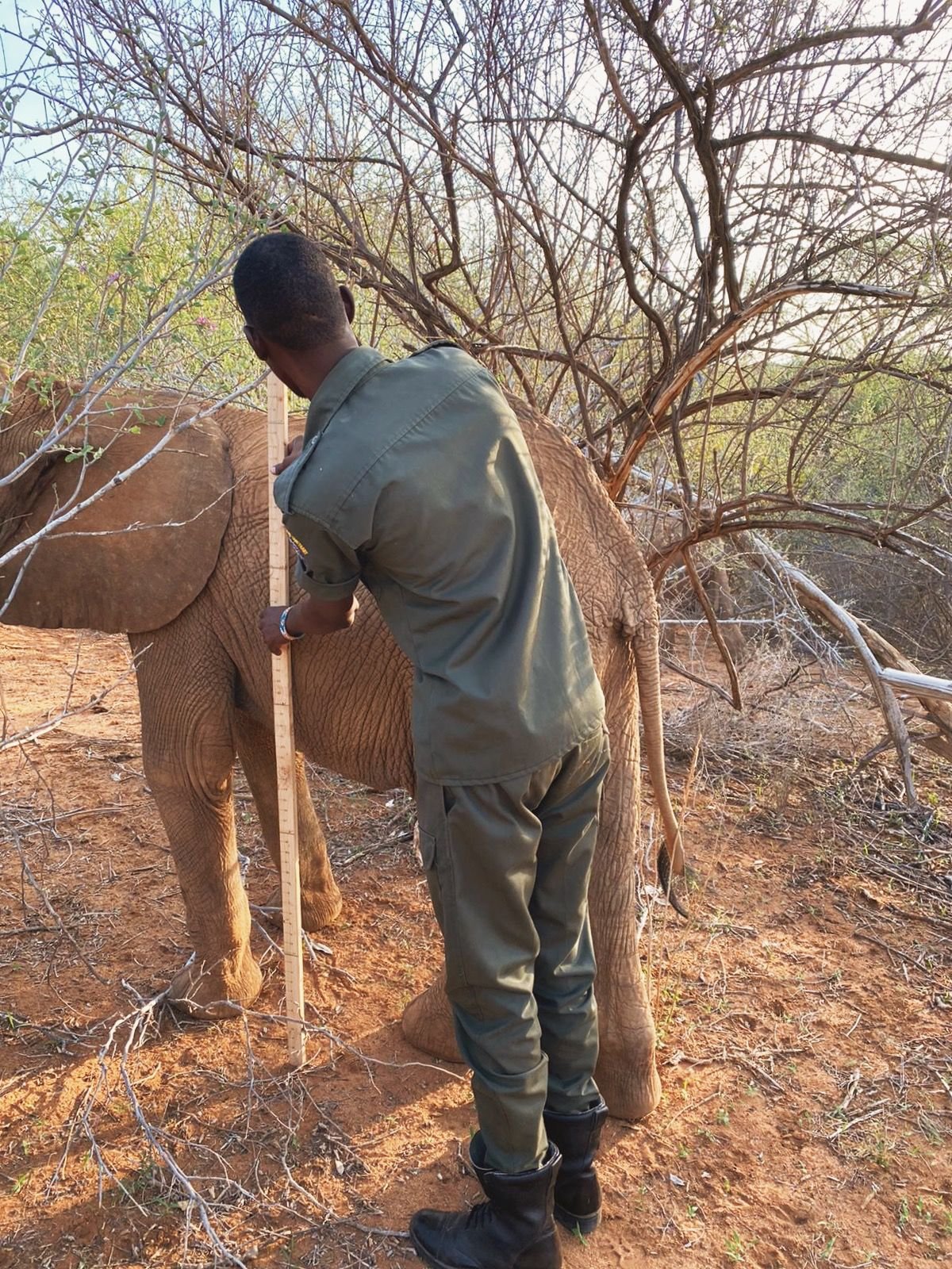 Measuring elephants' body conditioning