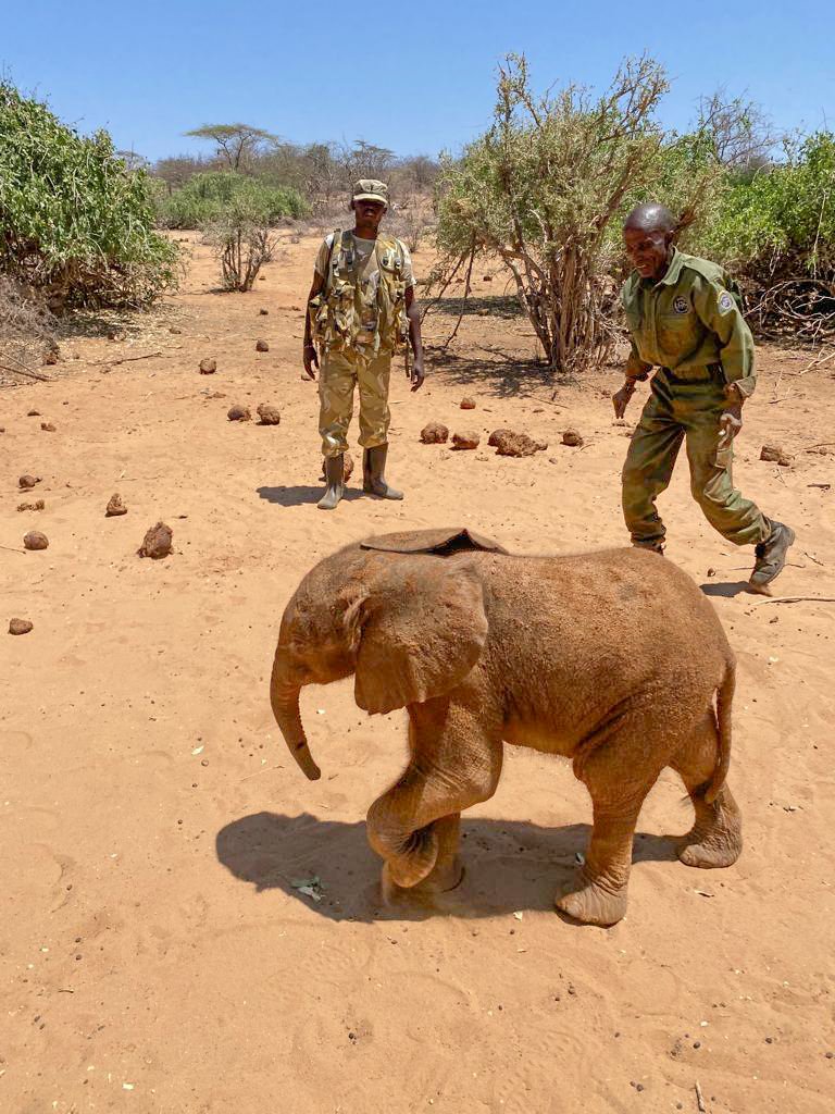 Naisimari after being rescued _ 1.jpg