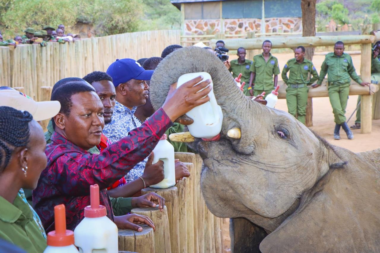Dr Alfred Mutua feeding an elephant at Reteti Elephant Sanctuary _ 15.jpeg