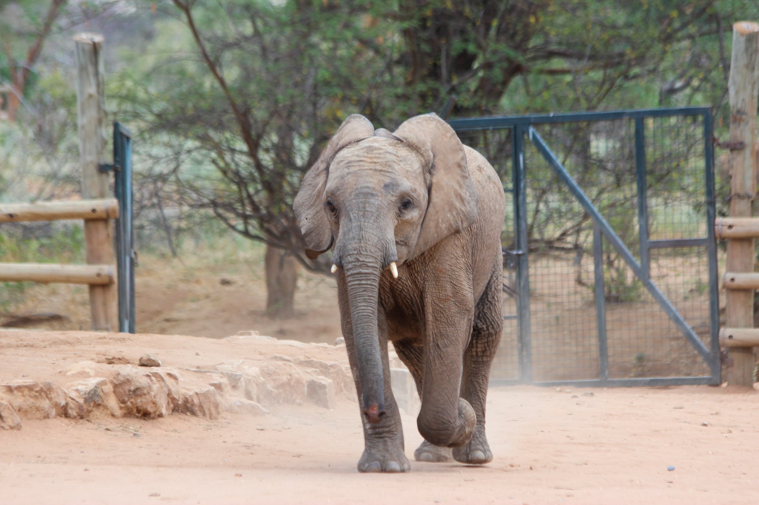 Dr Alfred Mutua visits Reteti Elephant Sanctuary in March 2024 _ 8.jpeg