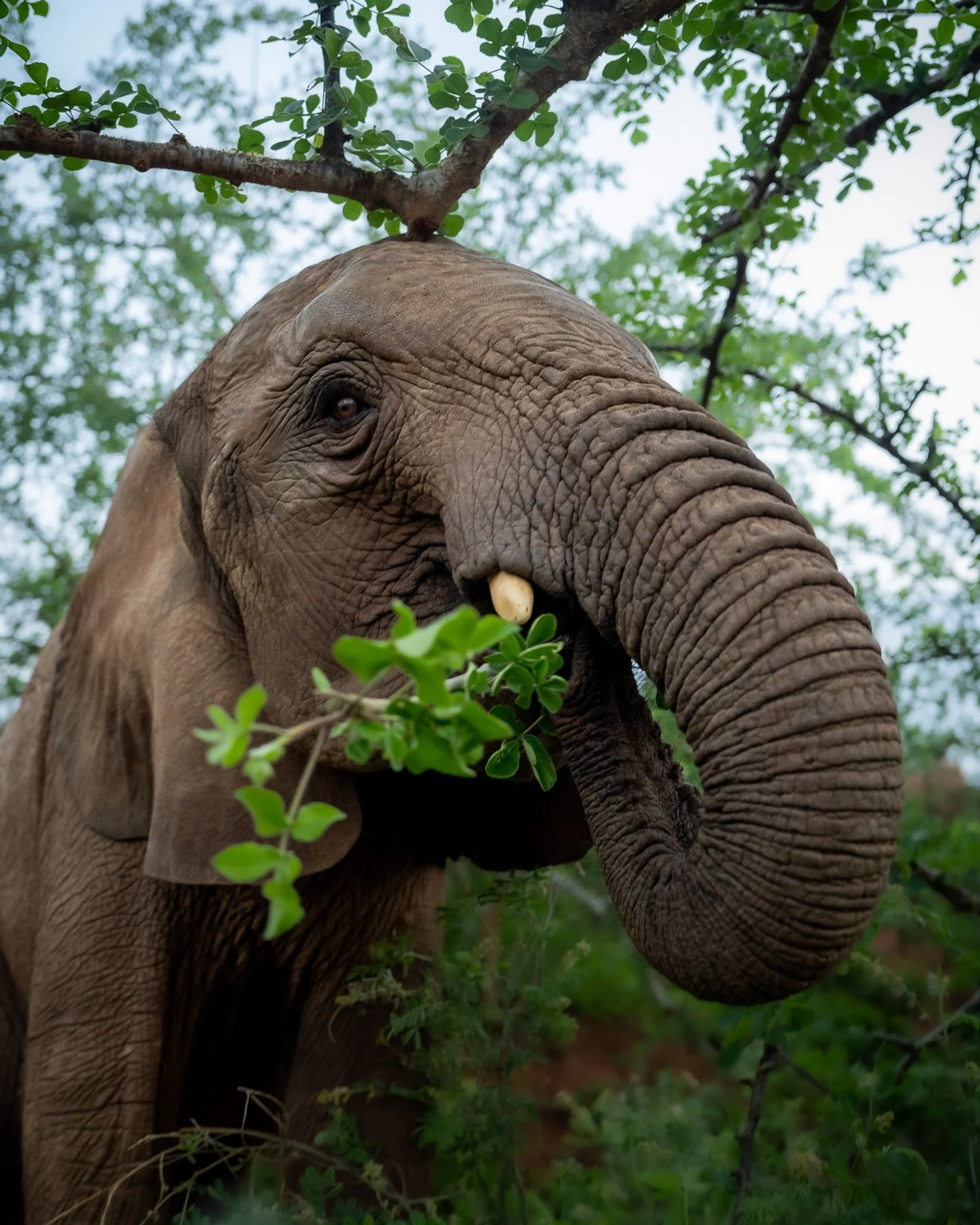 Reteti_Bush_Grazing_02.jpg