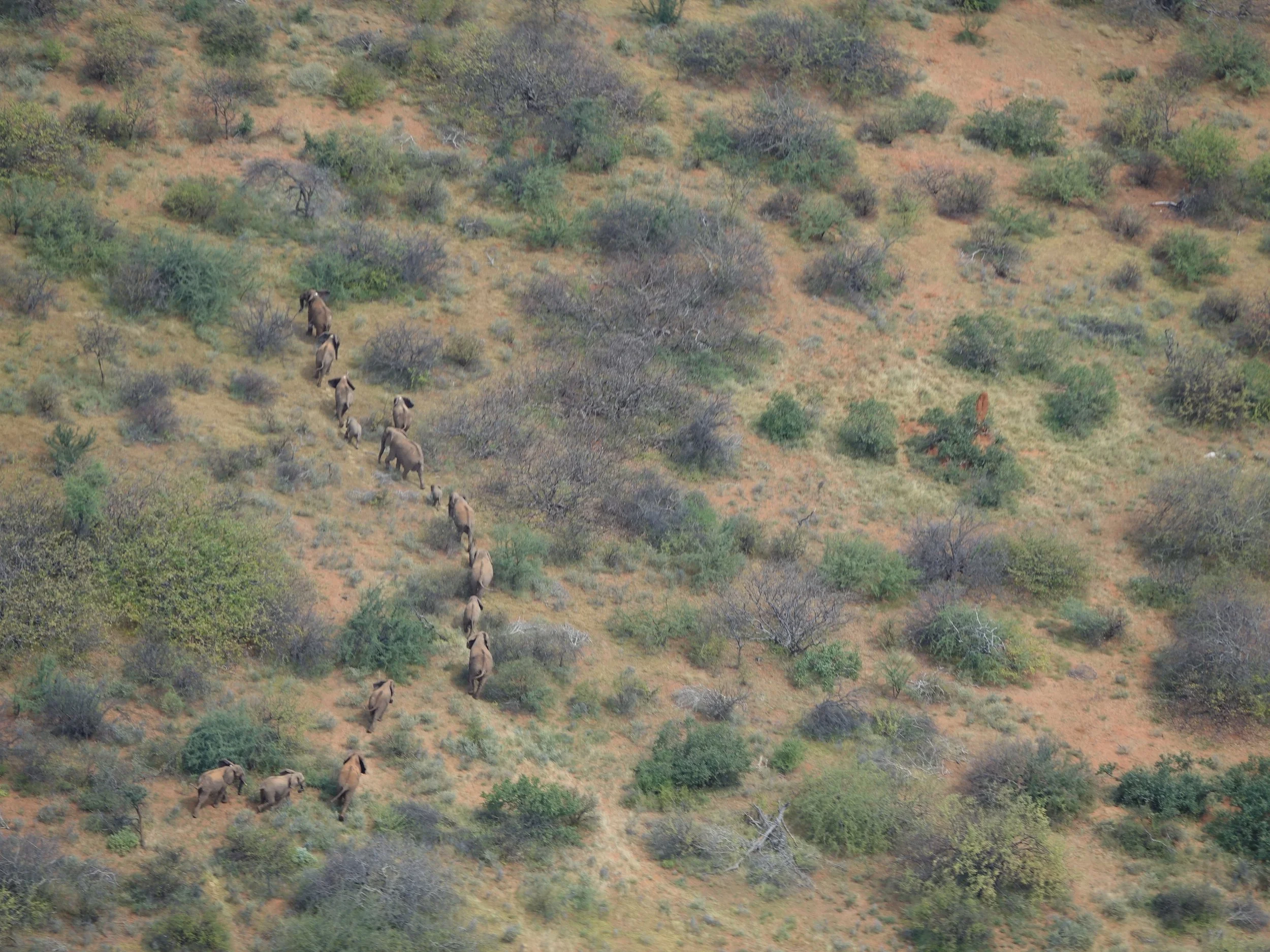Sera Release Herd 3 - DavidDaballen_SavetheElephants.JPG
