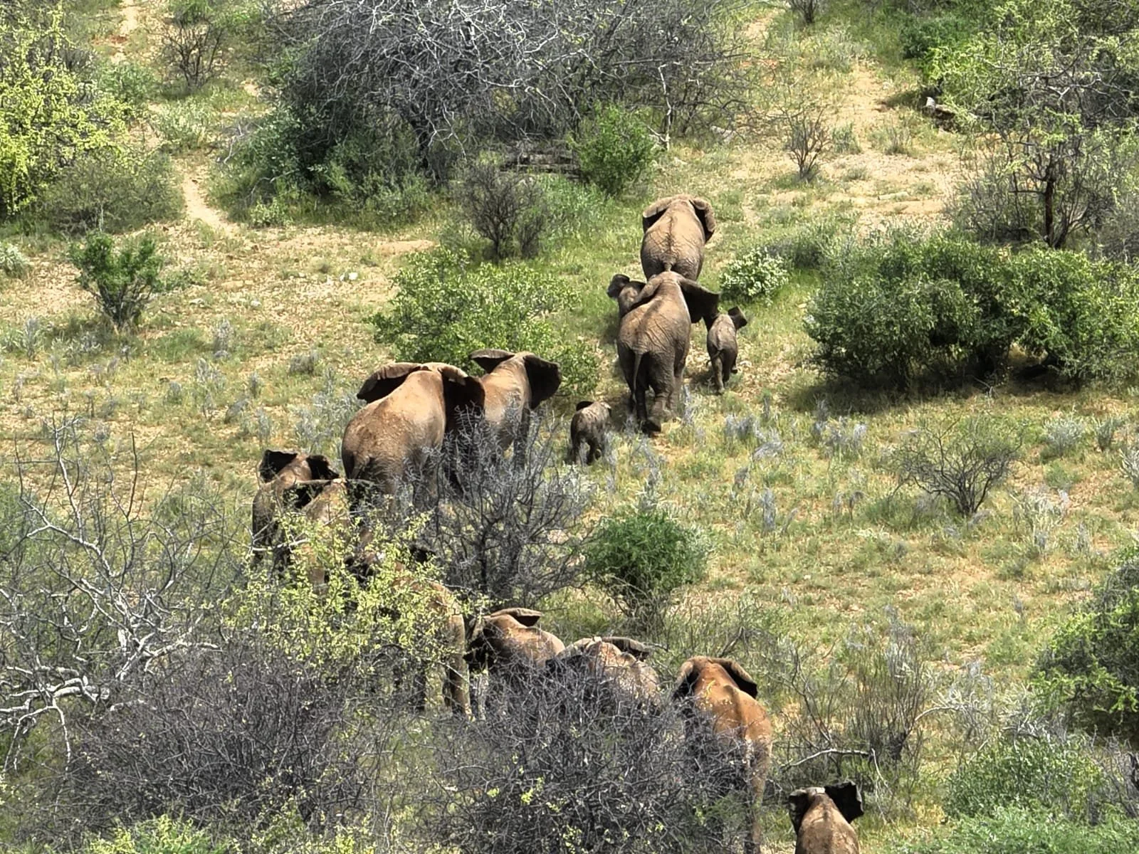 Reteti's 2019–2020 Release Herd: A Homecoming Through Kenya's Mathews Range