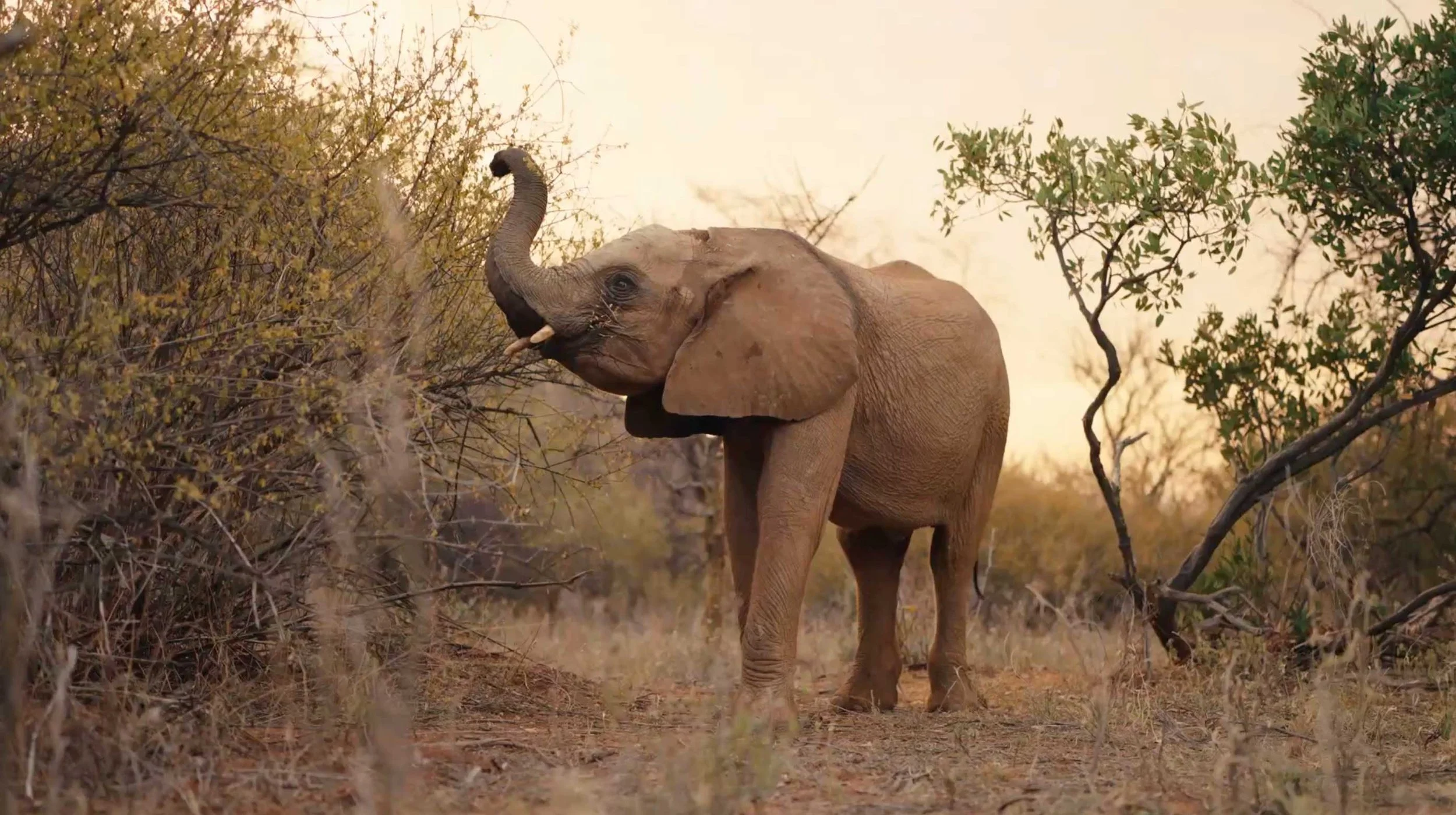 Young elephant with wrinkled skin and small tusks standing among dry grass in a savannah at sunset.