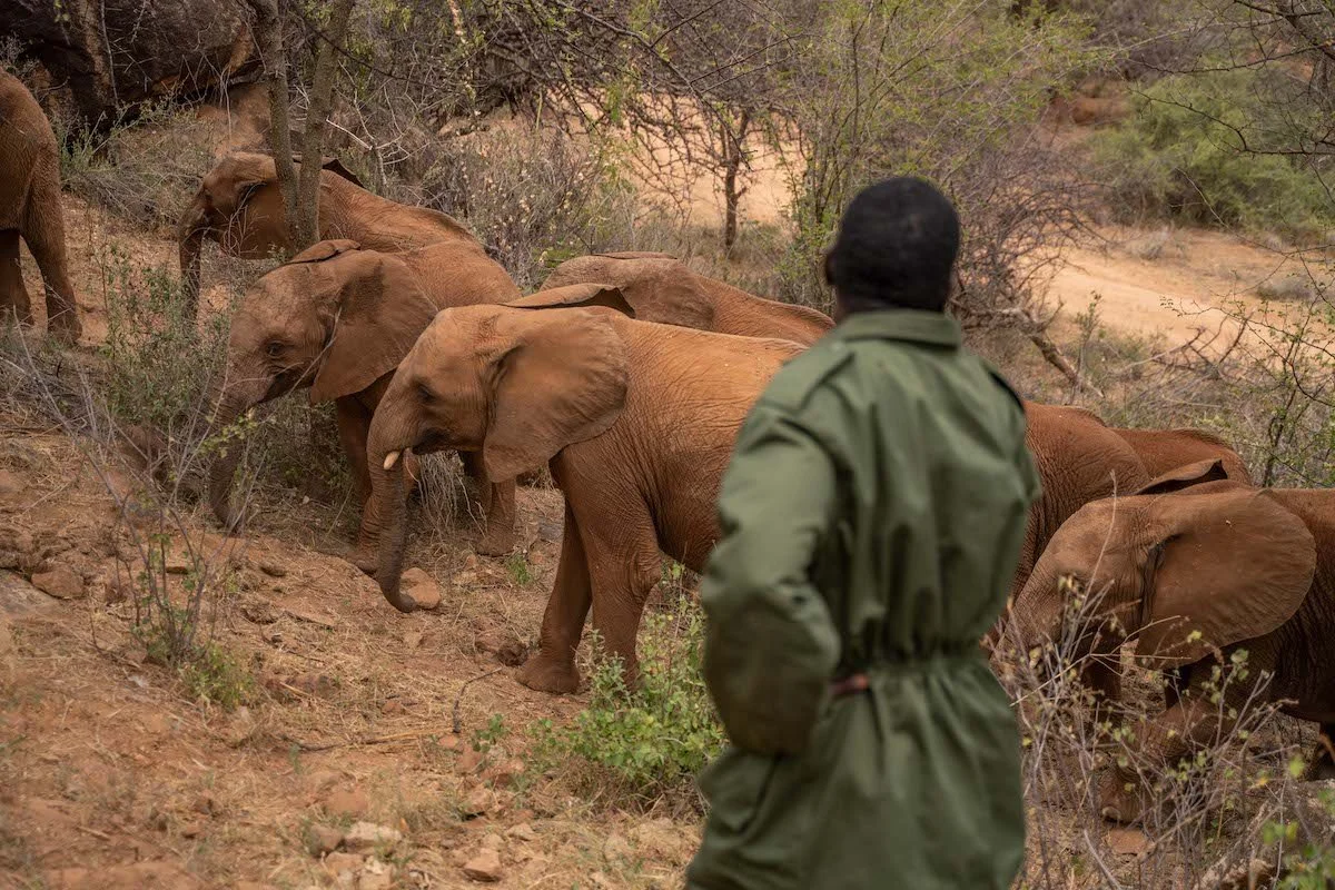 Thirteen of Reteti's elephants have been selected to be released back ...
