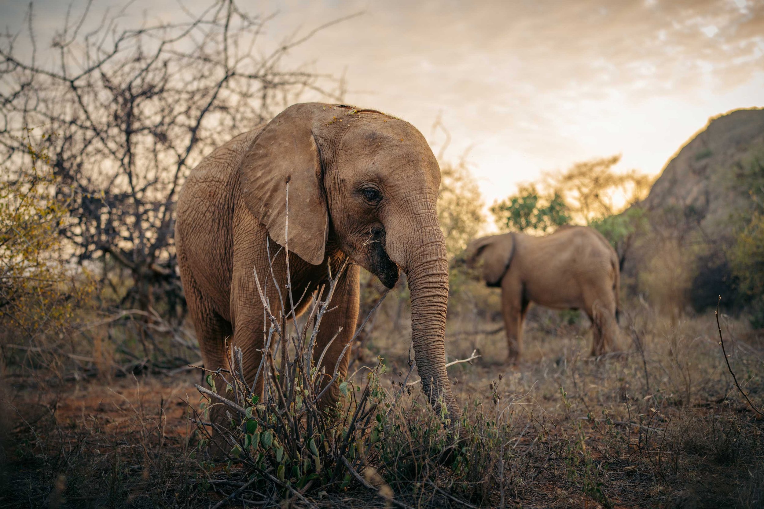 Young elephant eating dry grass in a savannah with trees in the background.