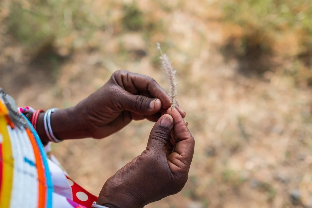 Milk Ripple Effect _ reseeding..jpg