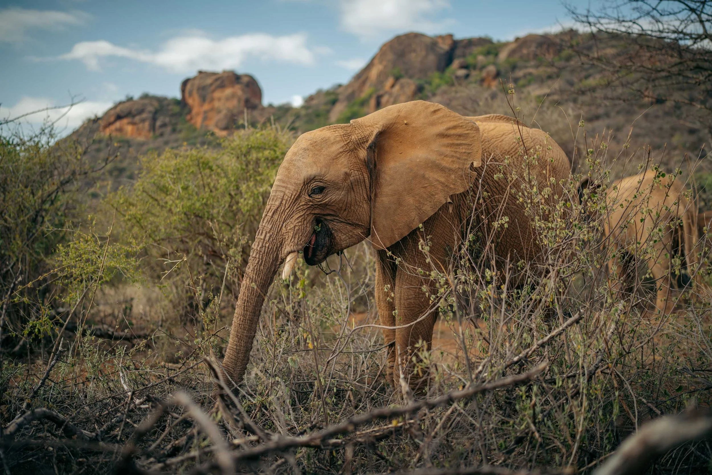 A baby elephant eating green foliage in a natural landscape with mountains in the background.