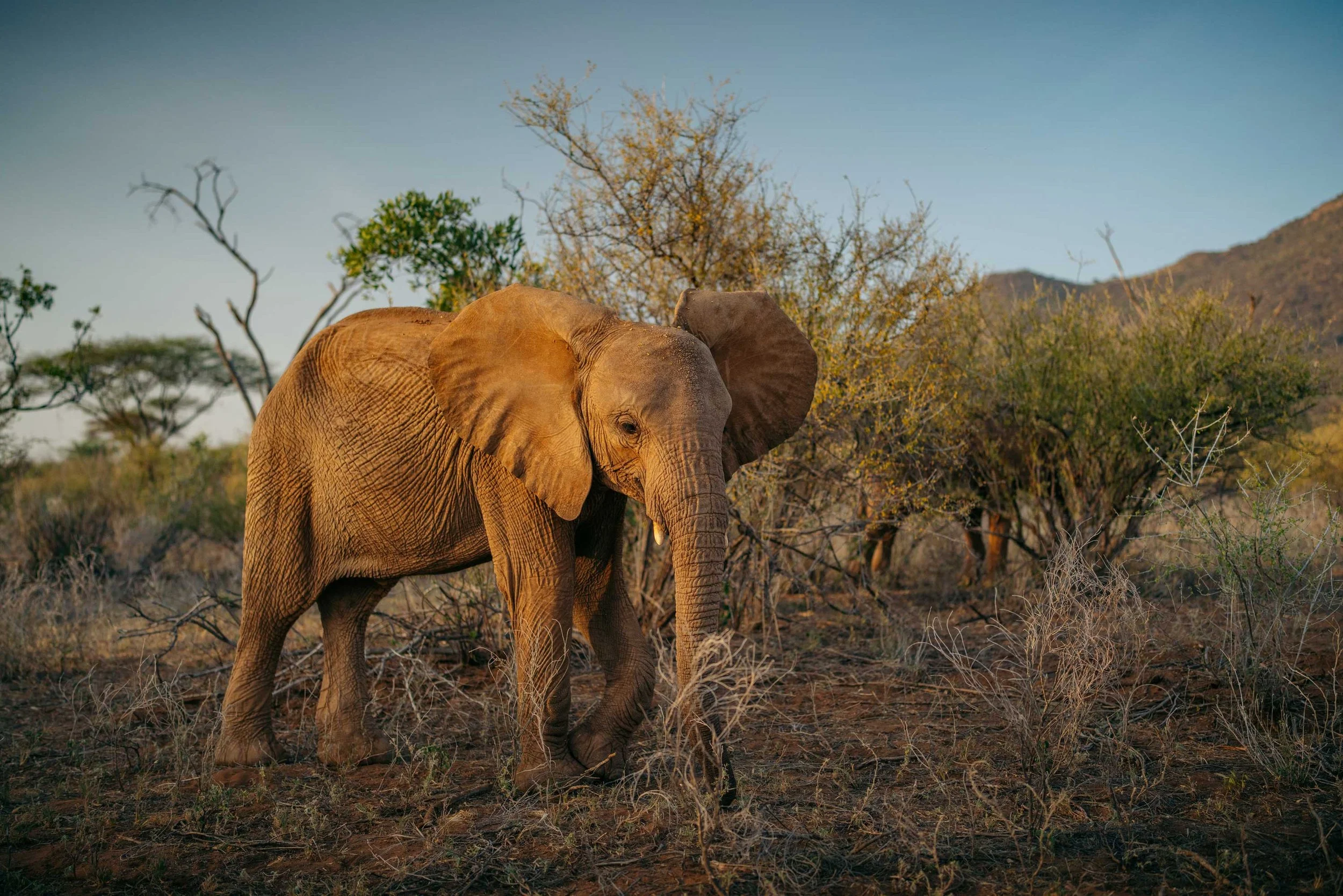 An elephant standing among dry bushes and trees in a natural habitat.