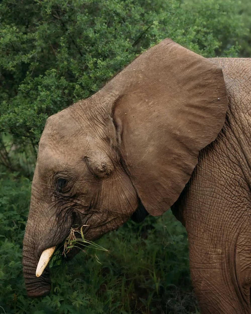 Long'uro the elephant eating grass