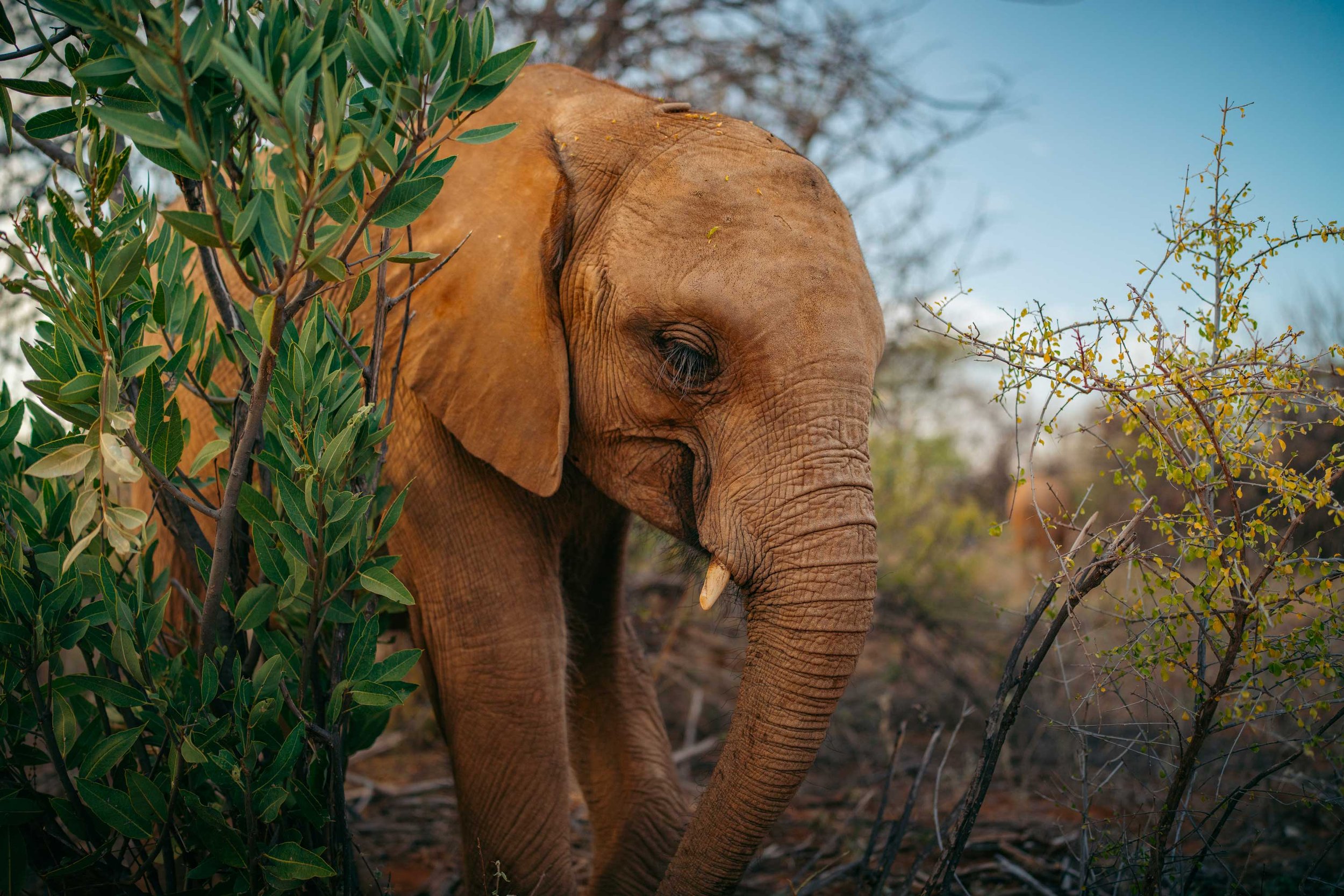 A close-up of an elephant standing on dry grass in a natural habitat.